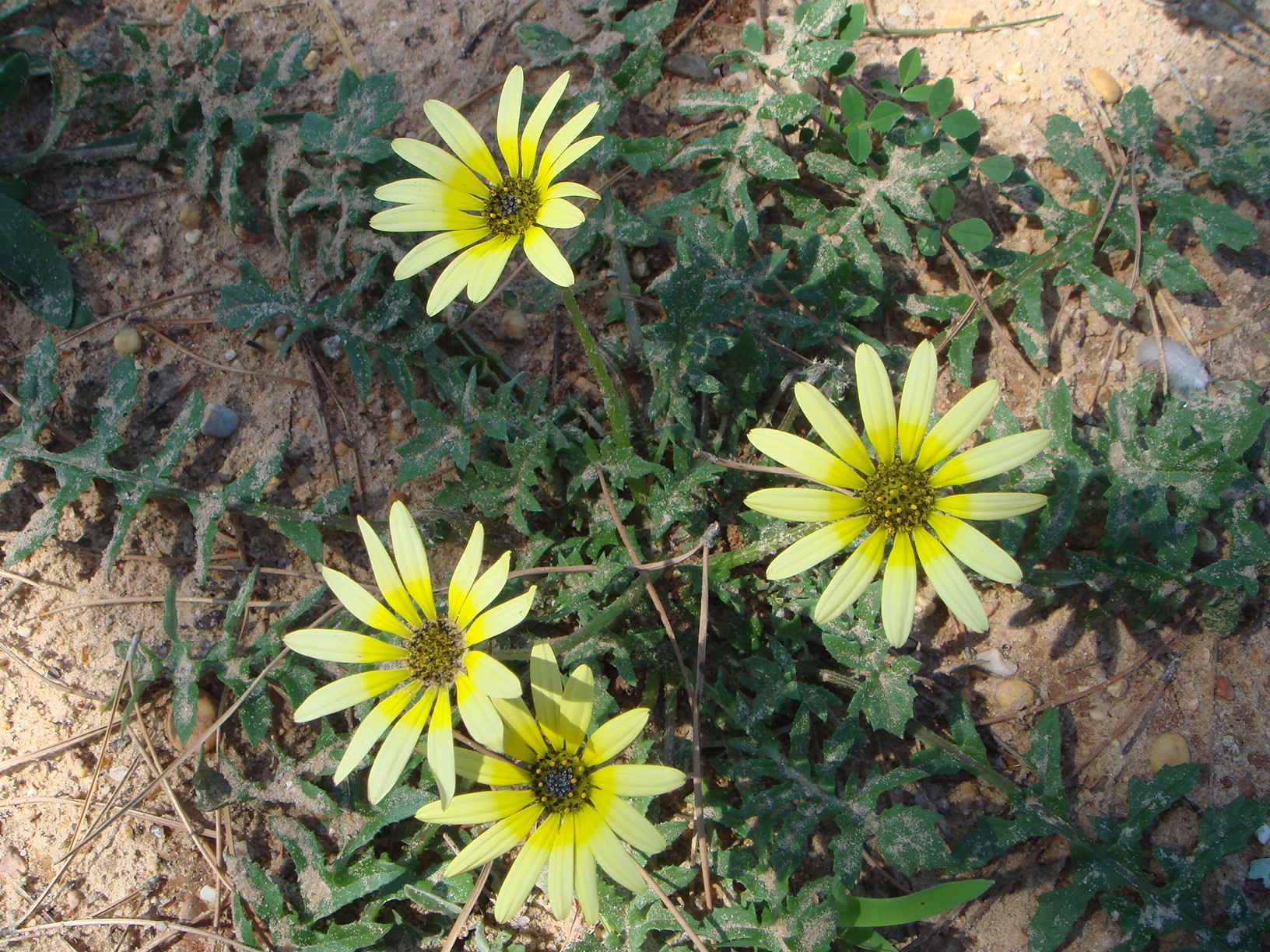 Arctotheca calendula