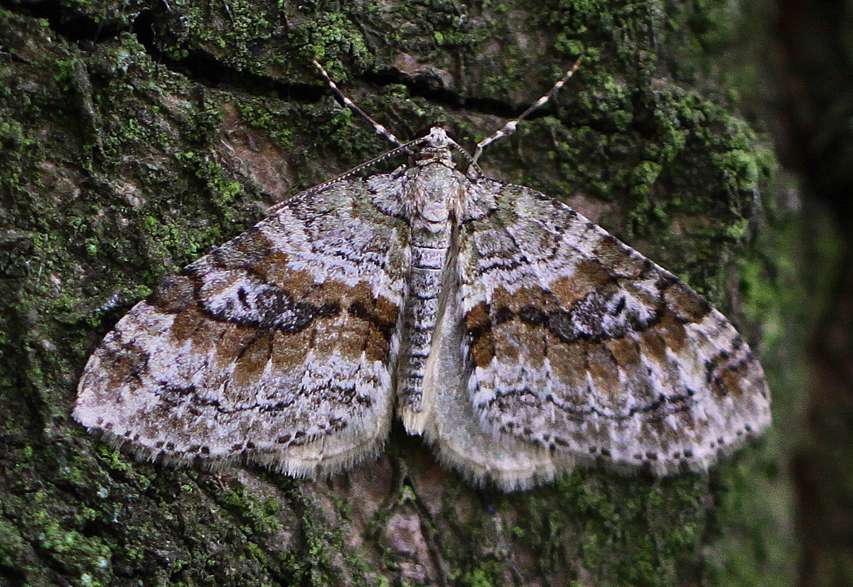Nothocasis sertata