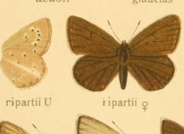 Polyommatus ripartii