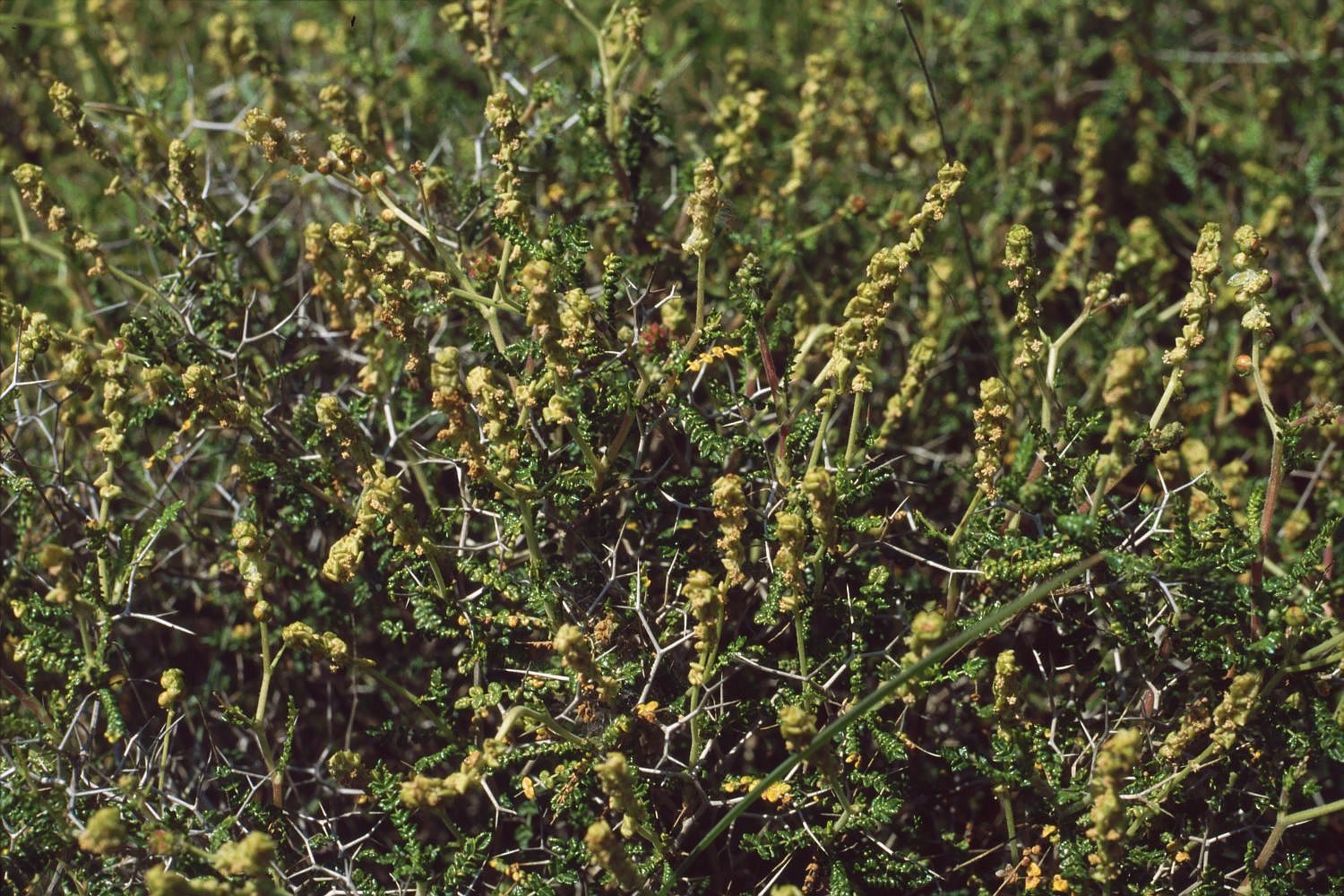 Spinaporci