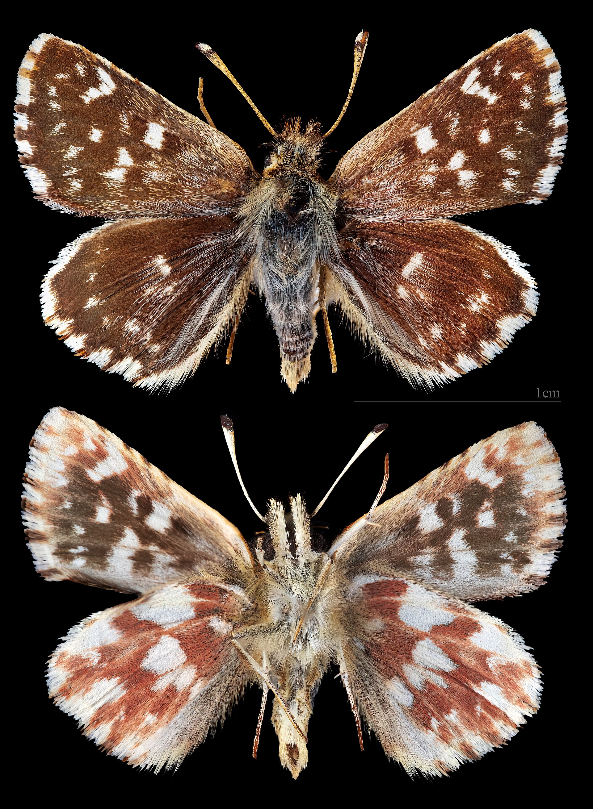 Spialia sertorius