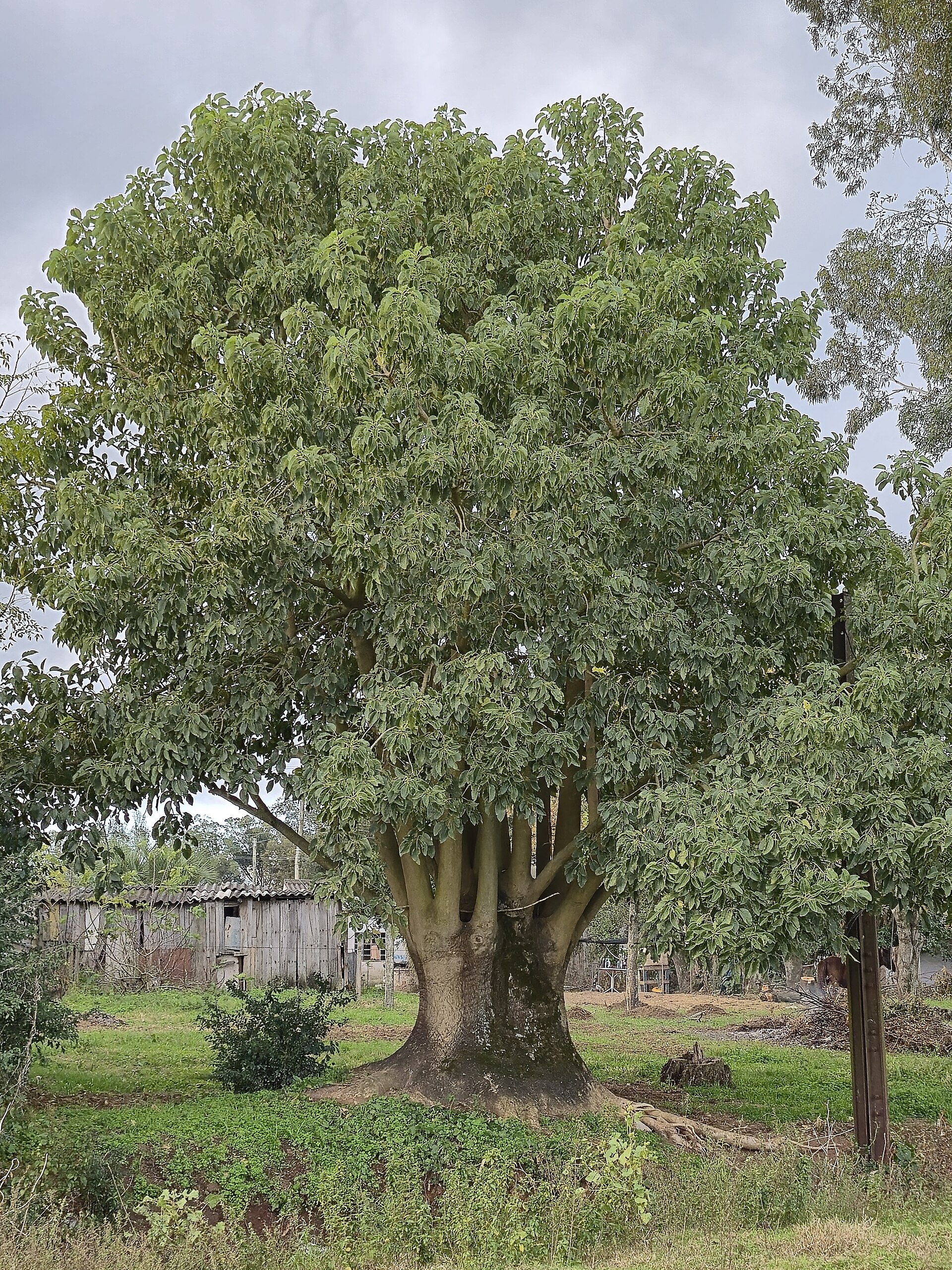 Cremesina arborea