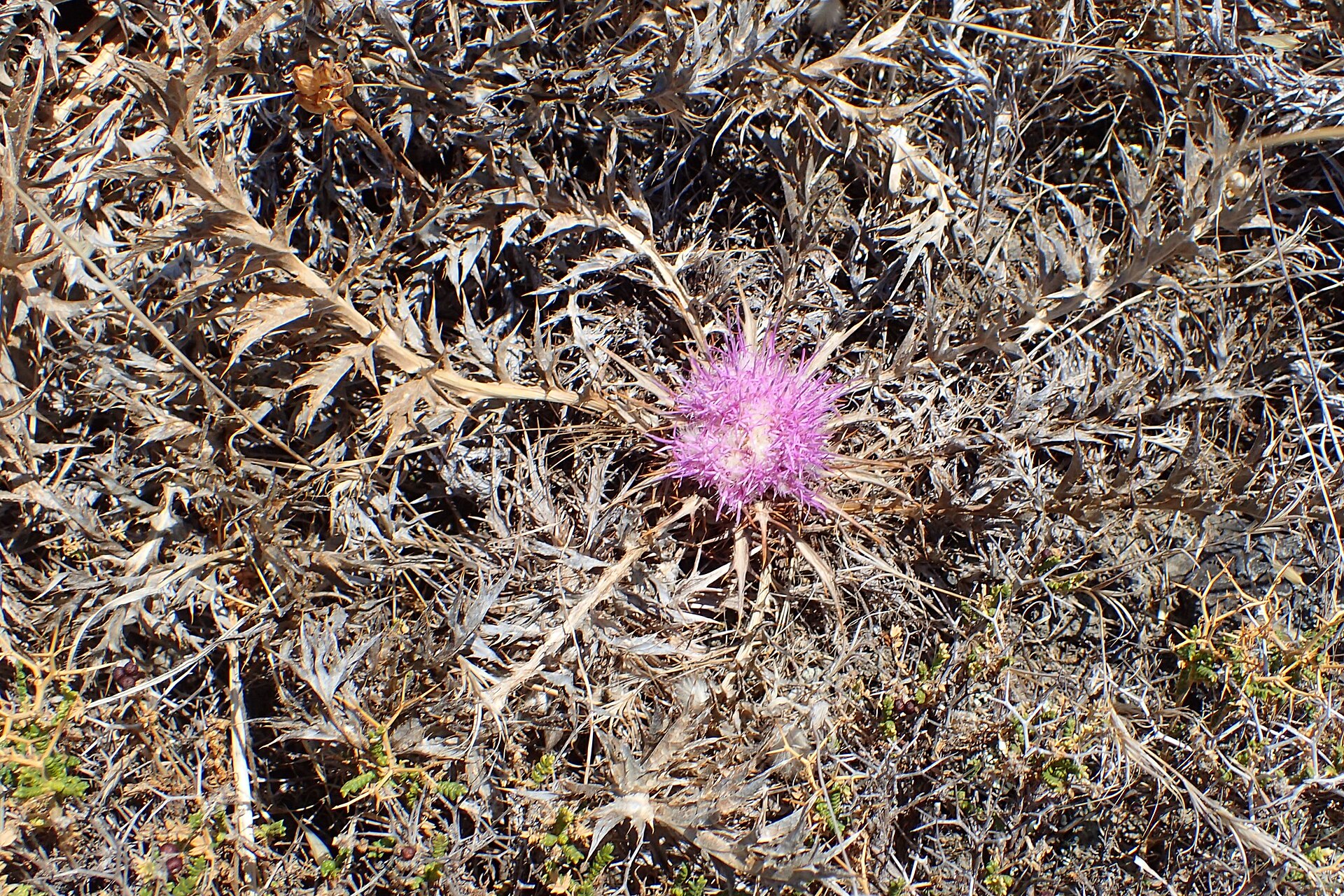 Masticogna laticifera