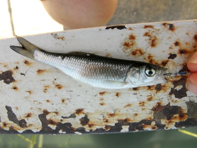 Squalius squalus