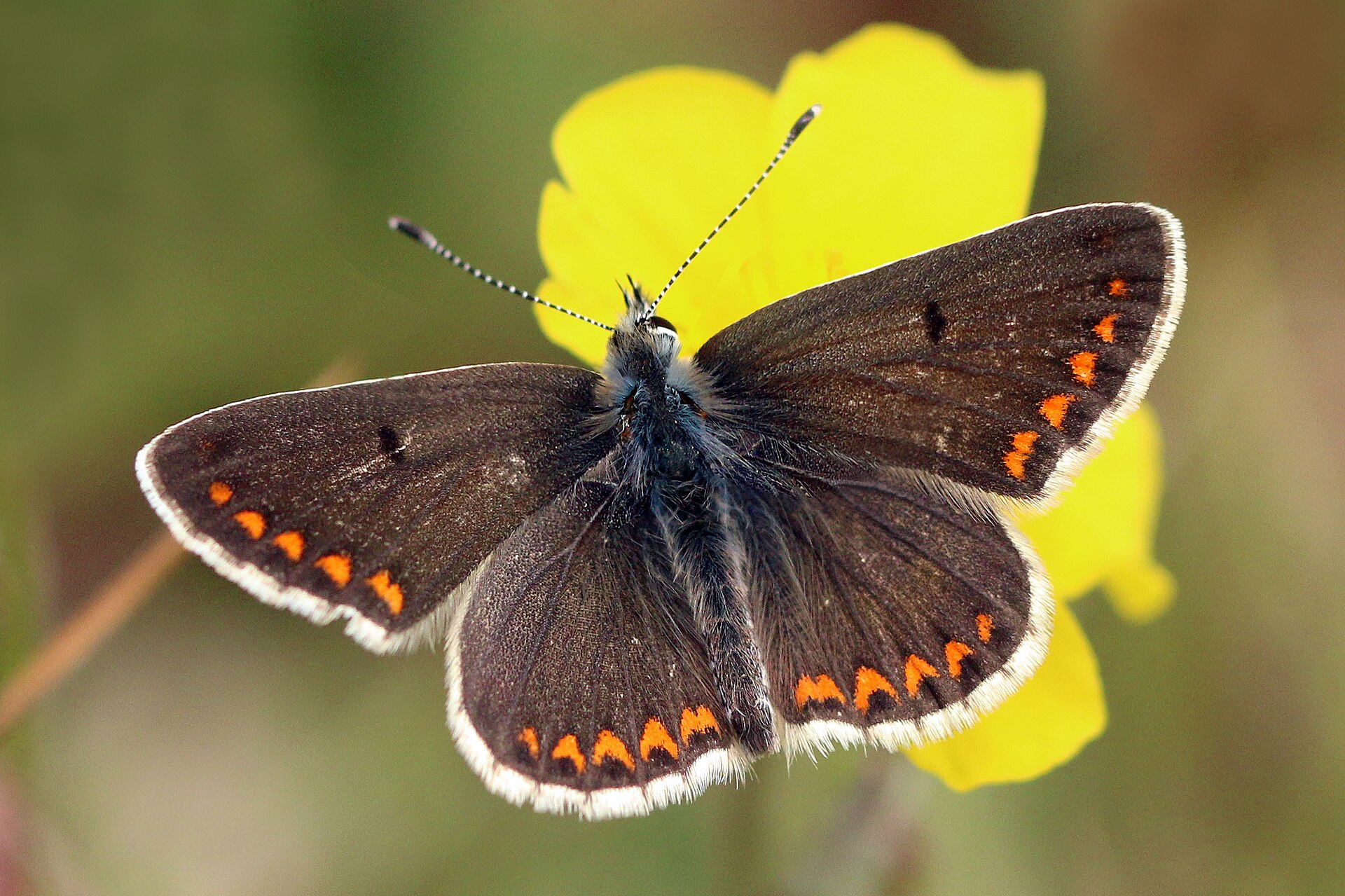 Aricia dei campi