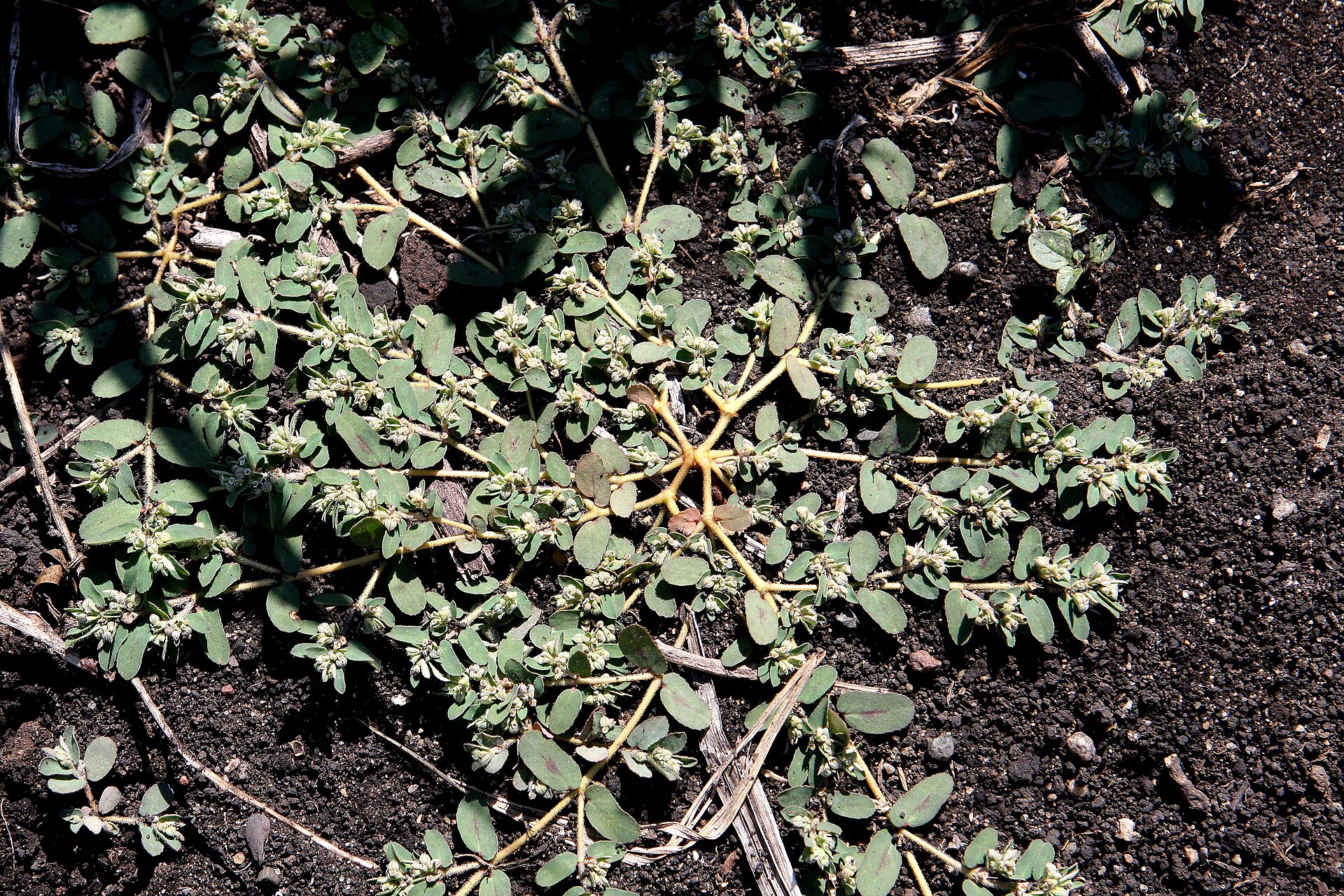 Euforbia macchiata