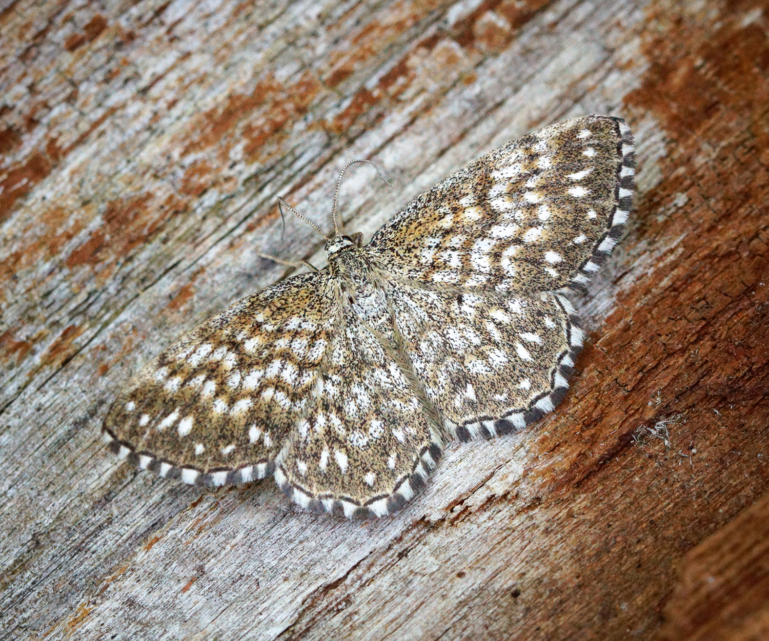 Scopula tessellaria