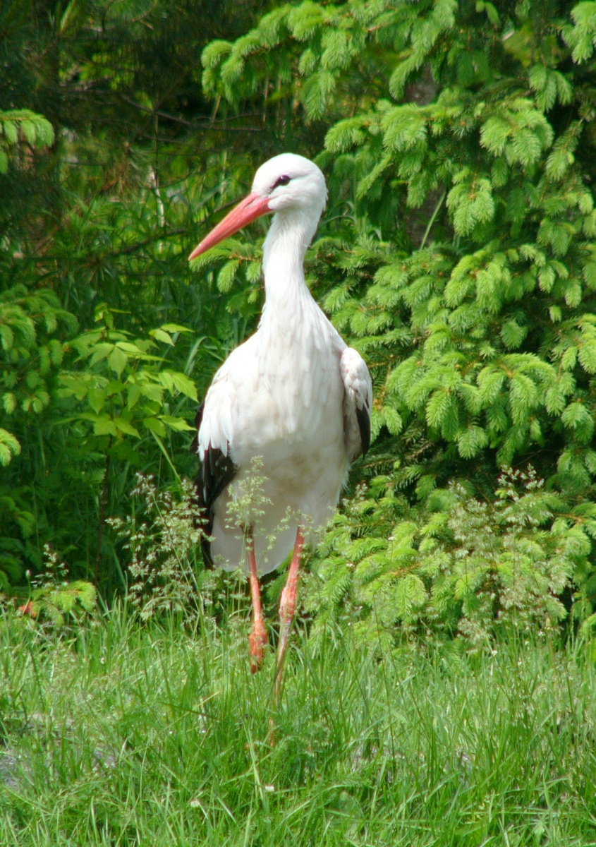 Cicogna bianca