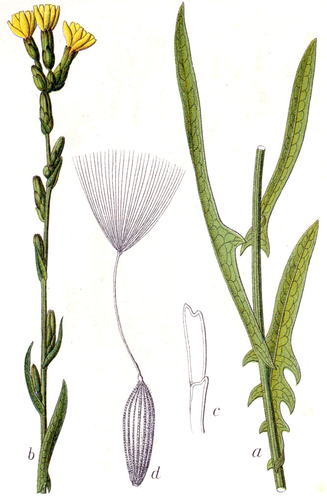 Lattuga salcigna