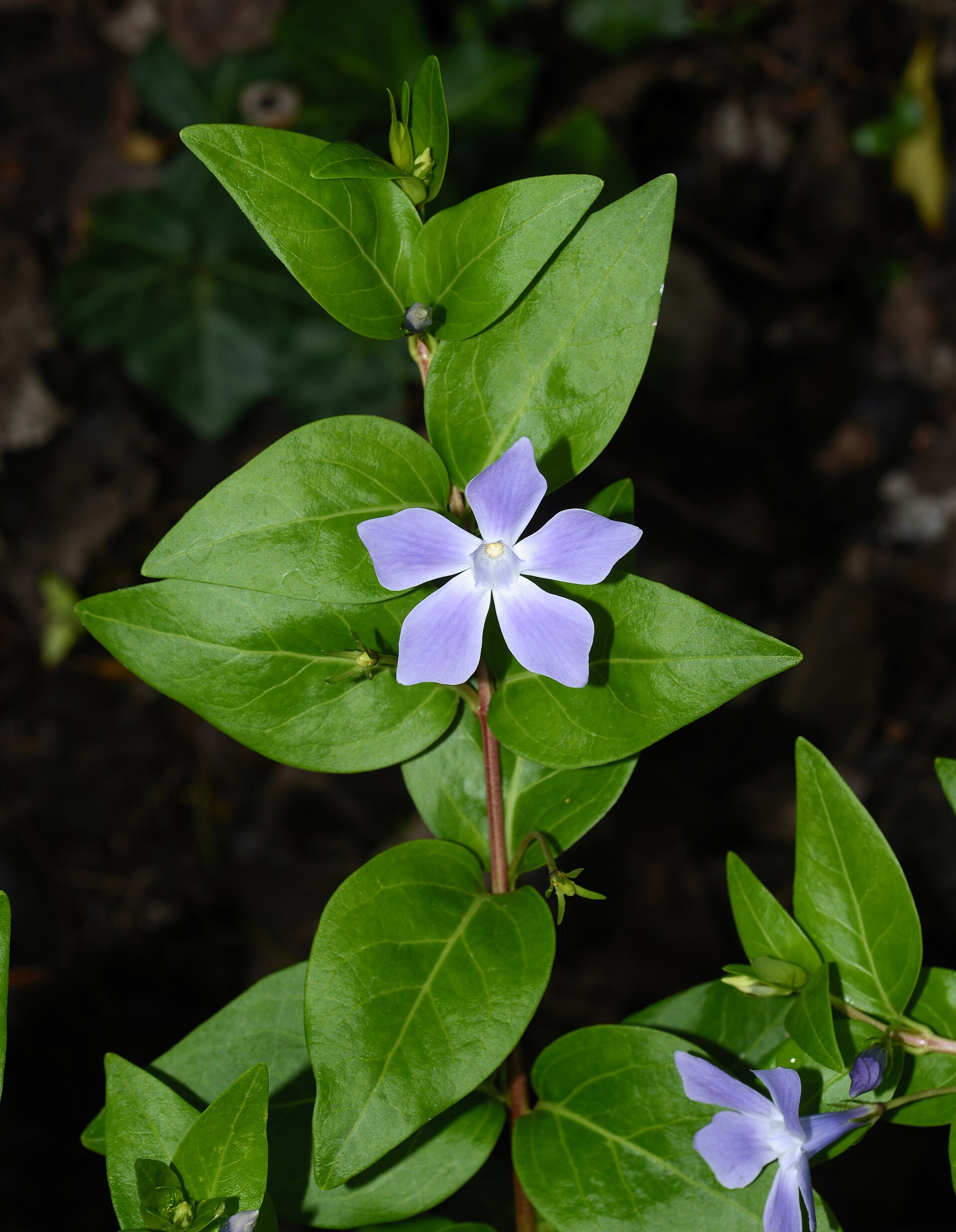 Pervinca ovata