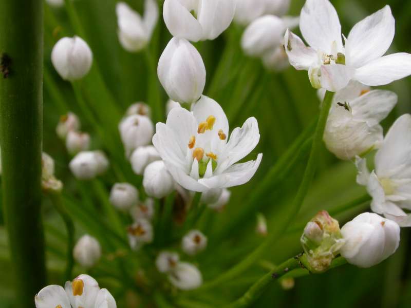Allium subhirsutum