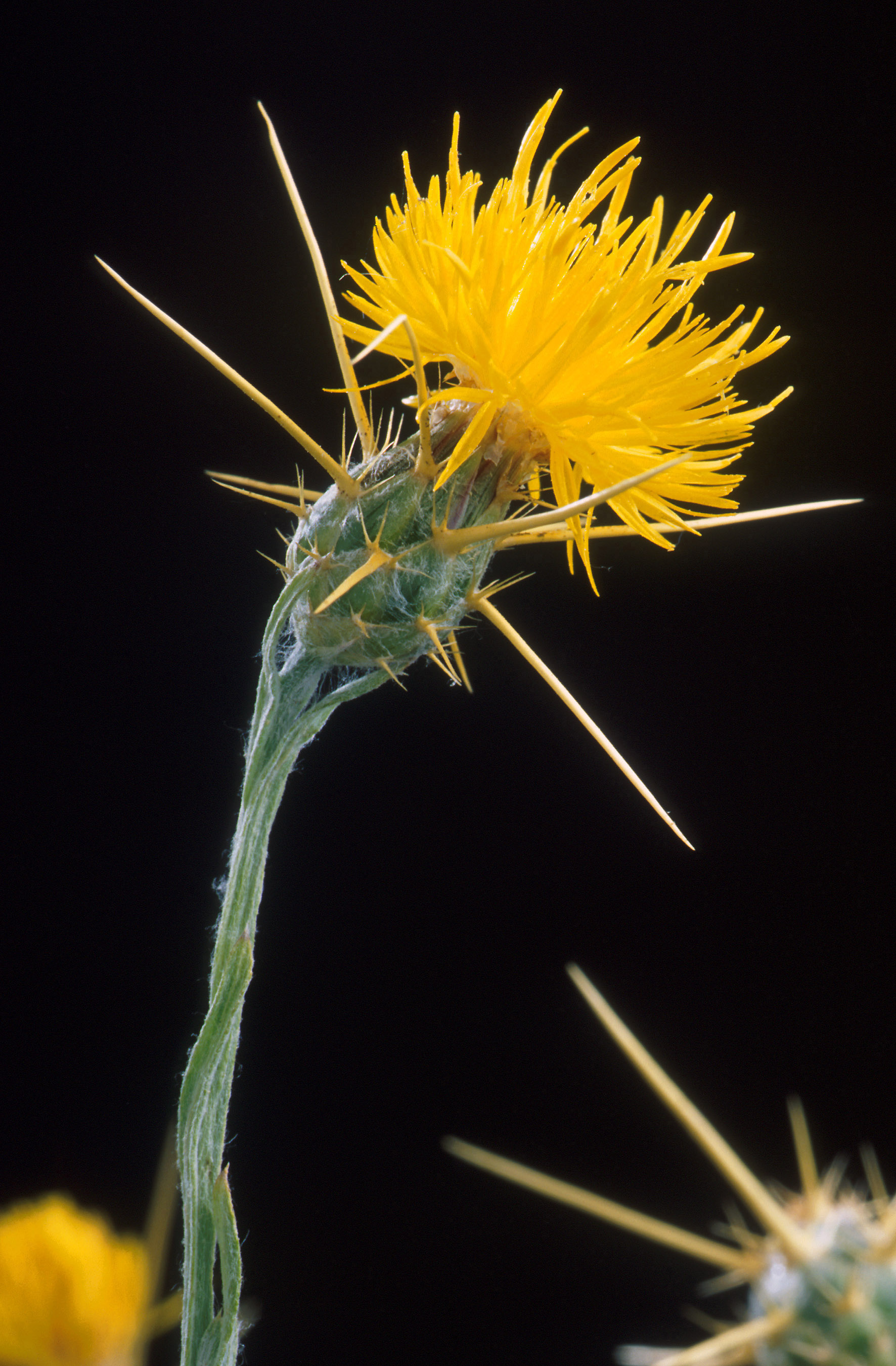 Fiordaliso giallo