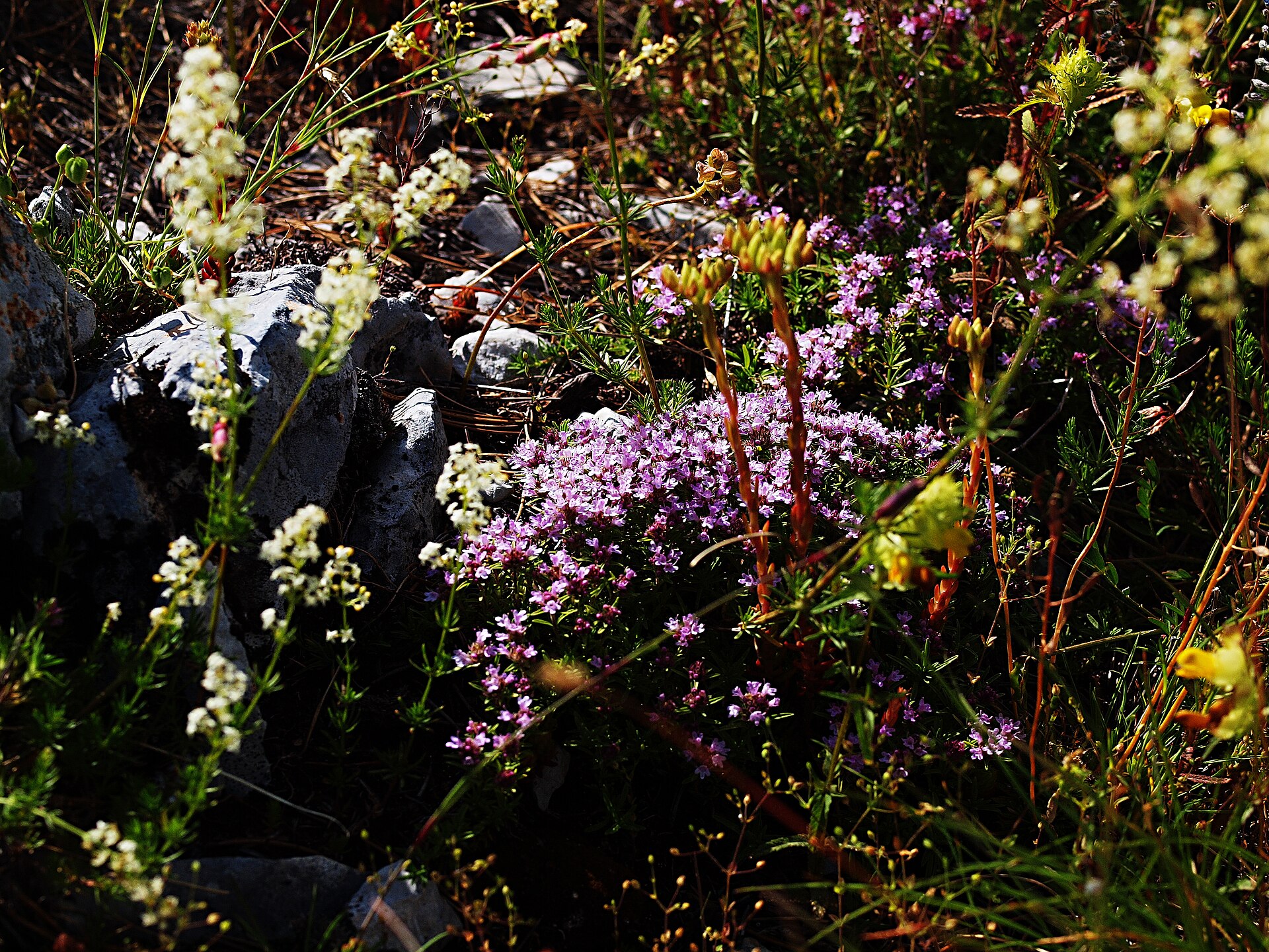 Thymus striatus