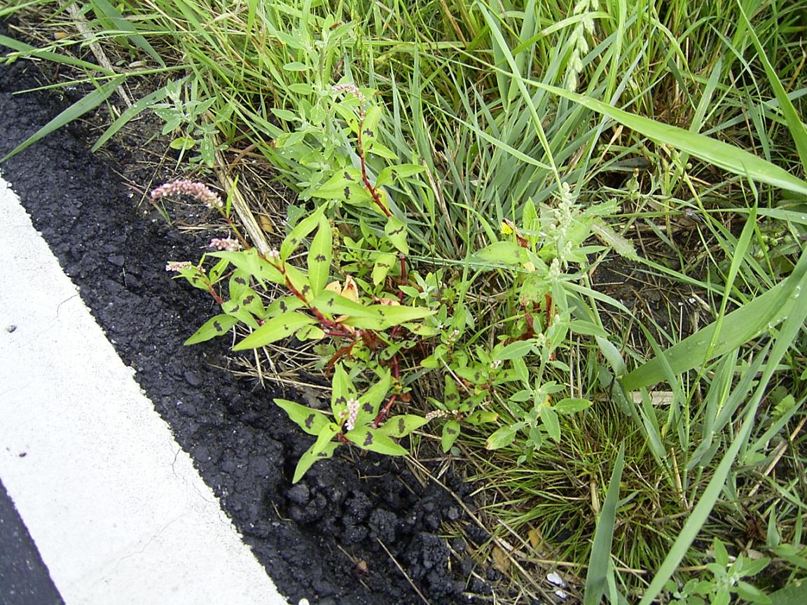 Poligono persicaria