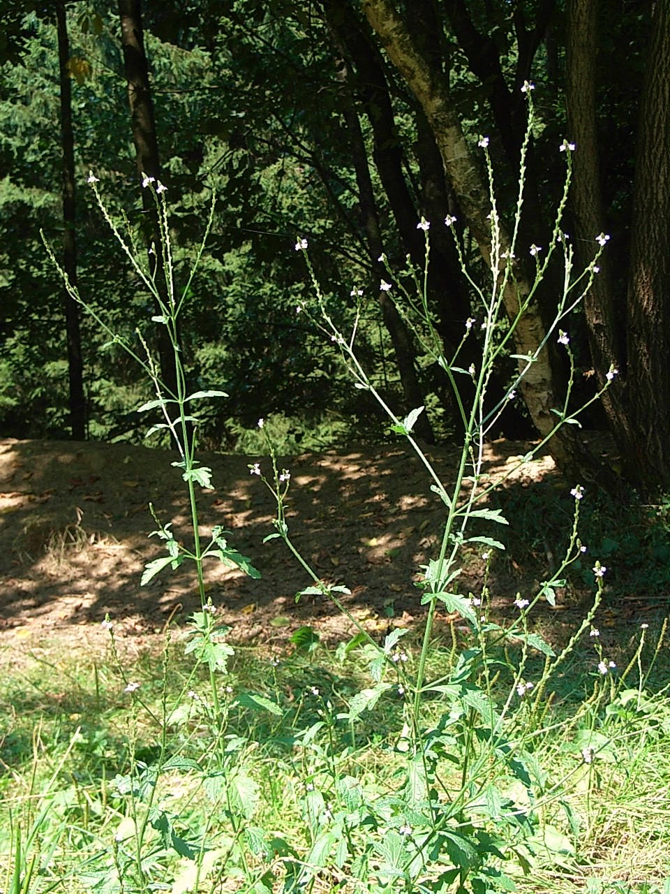 Verbena comune