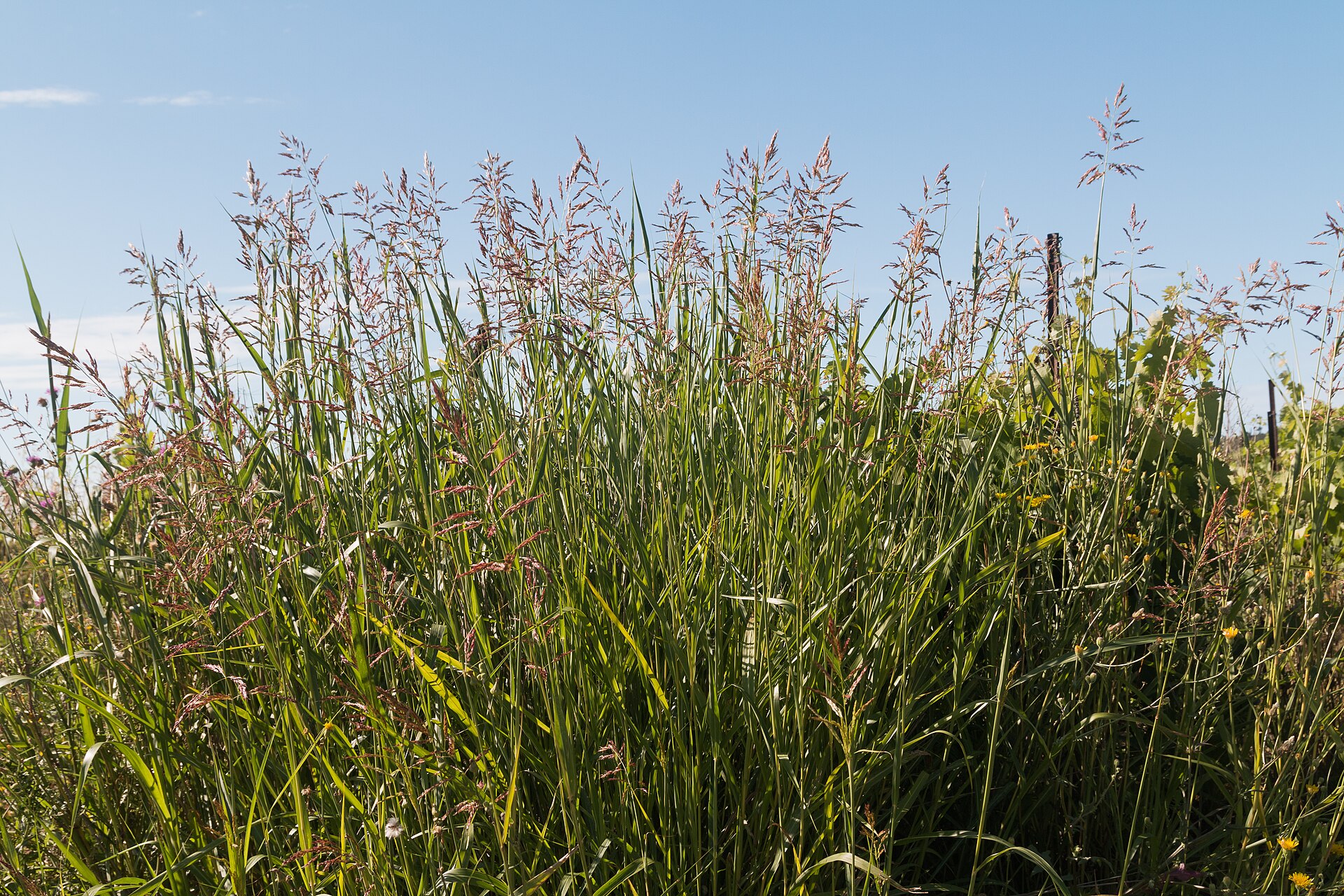 Sorgo d'Aleppo
