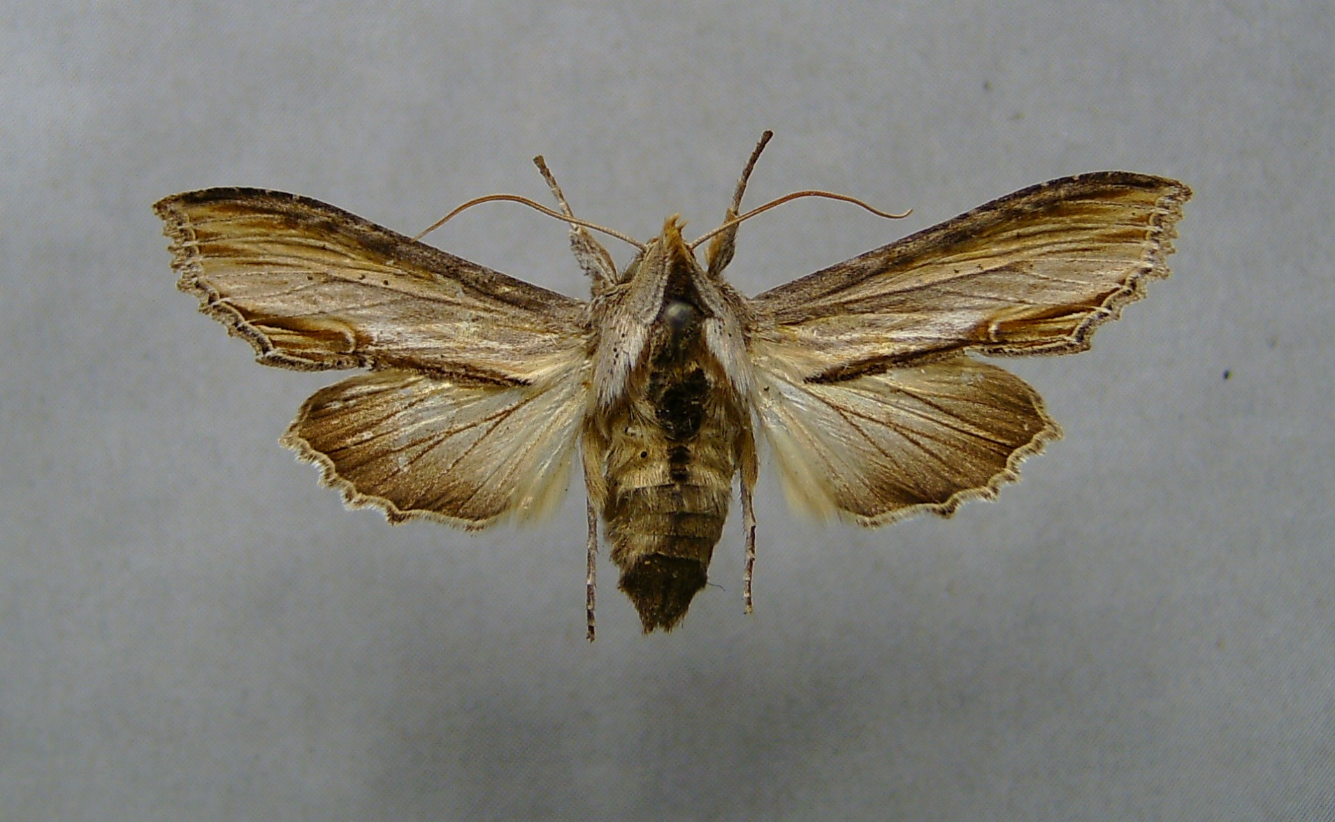 Shargacucullia scrophulariae