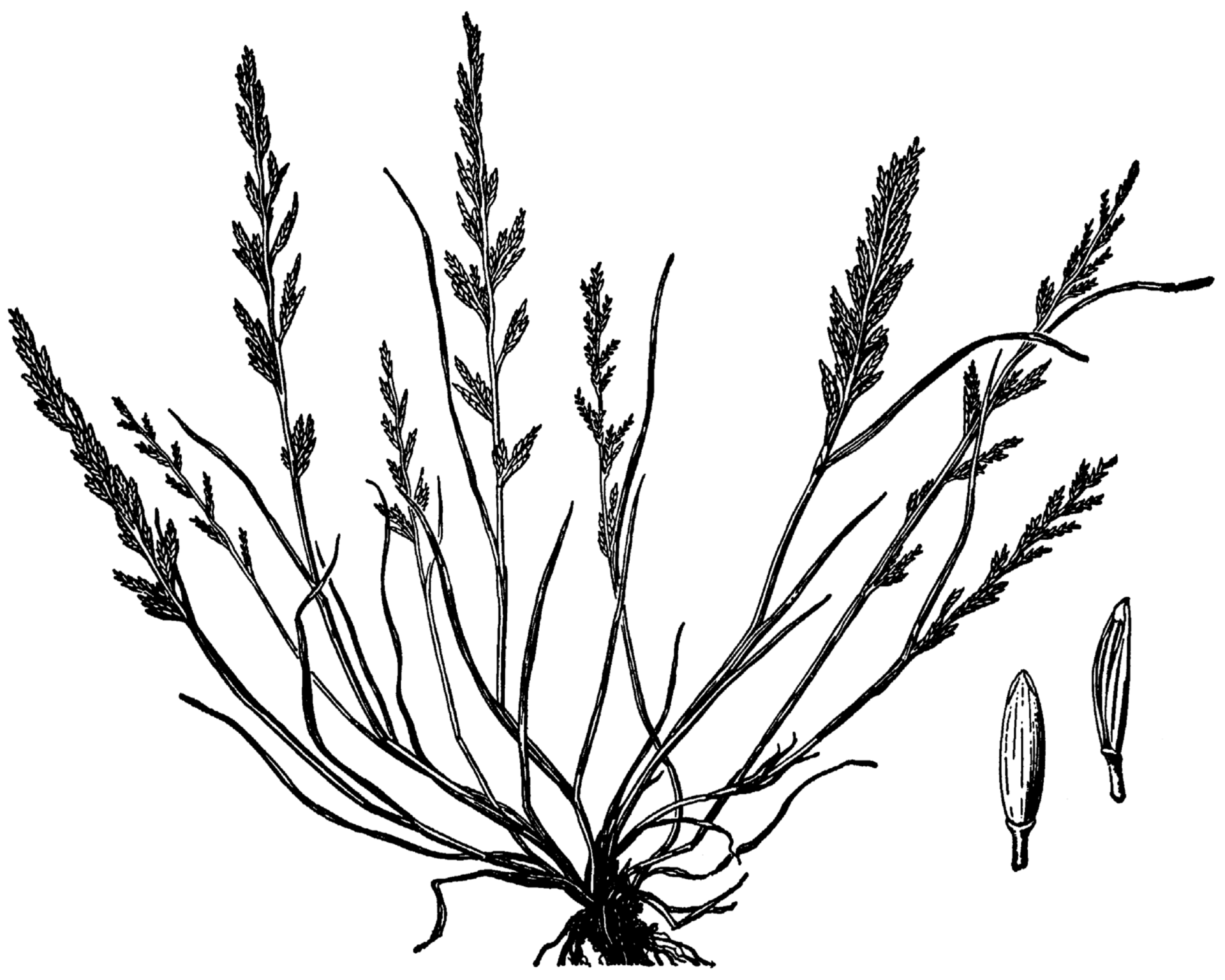 Logliarello ruderale