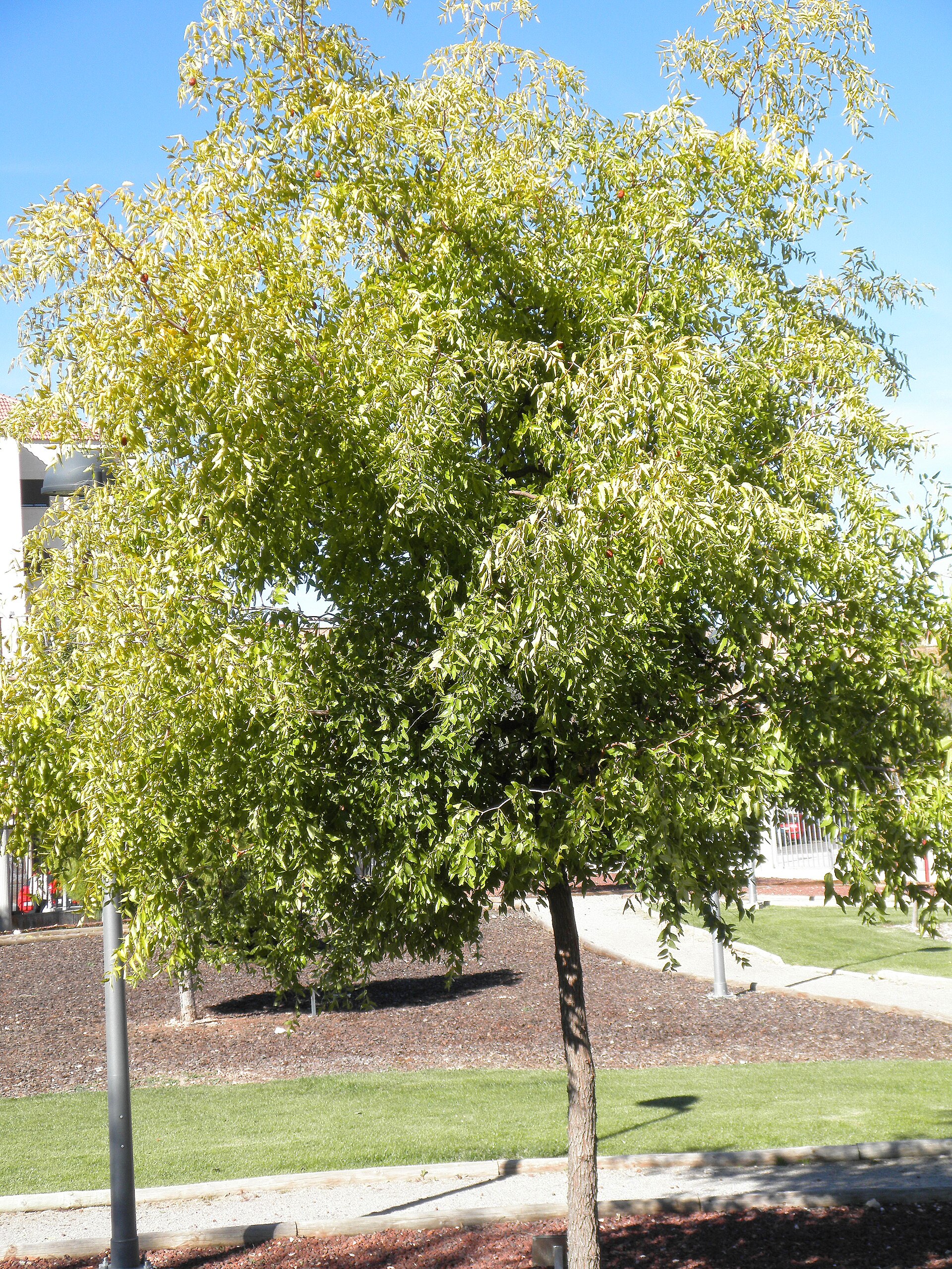 Ziziphus jujuba