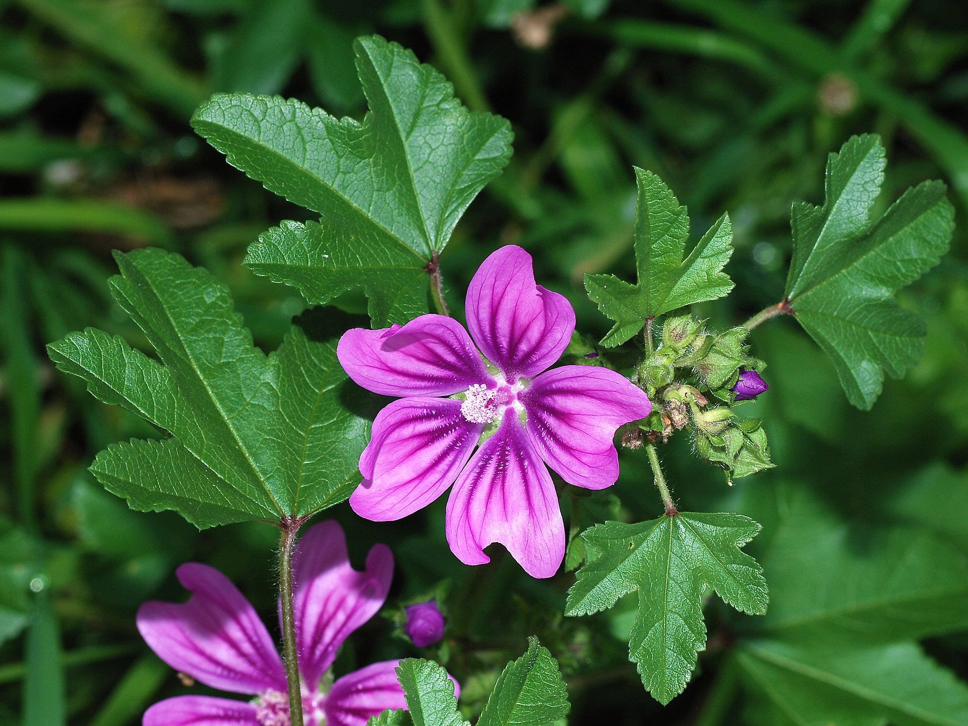 Malva selvatica