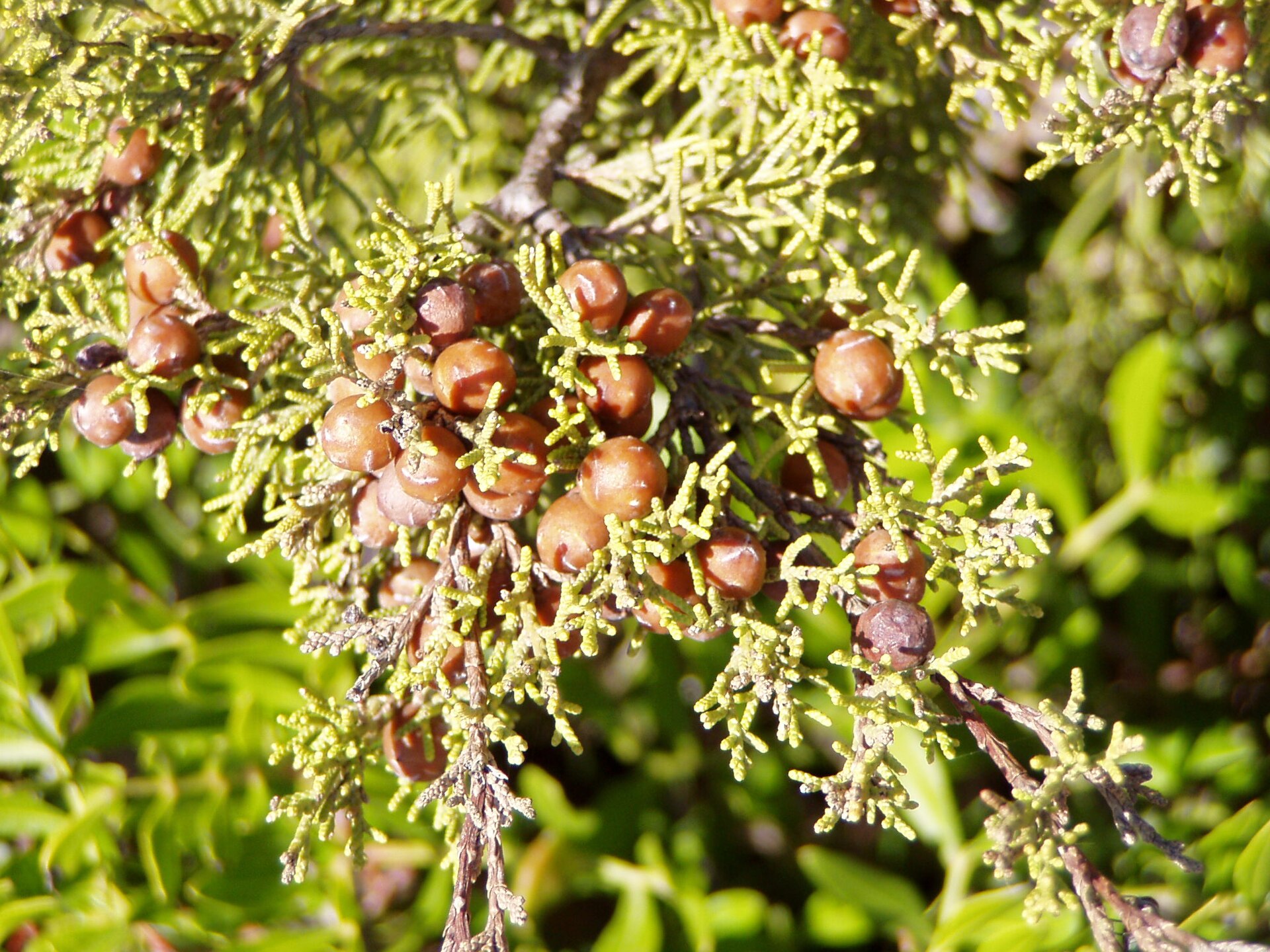 Juniperus phoenicea