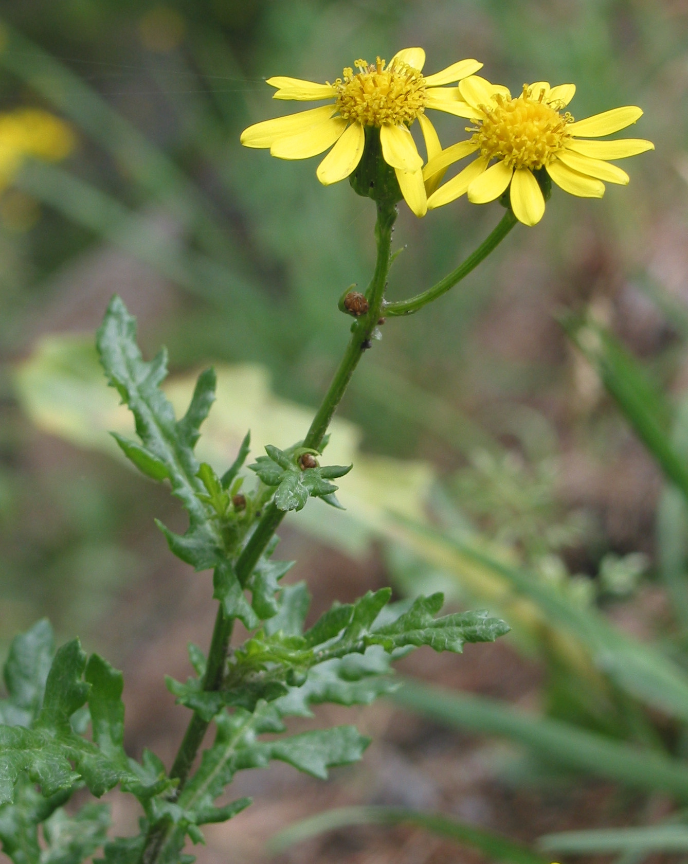 Senecione montanino
