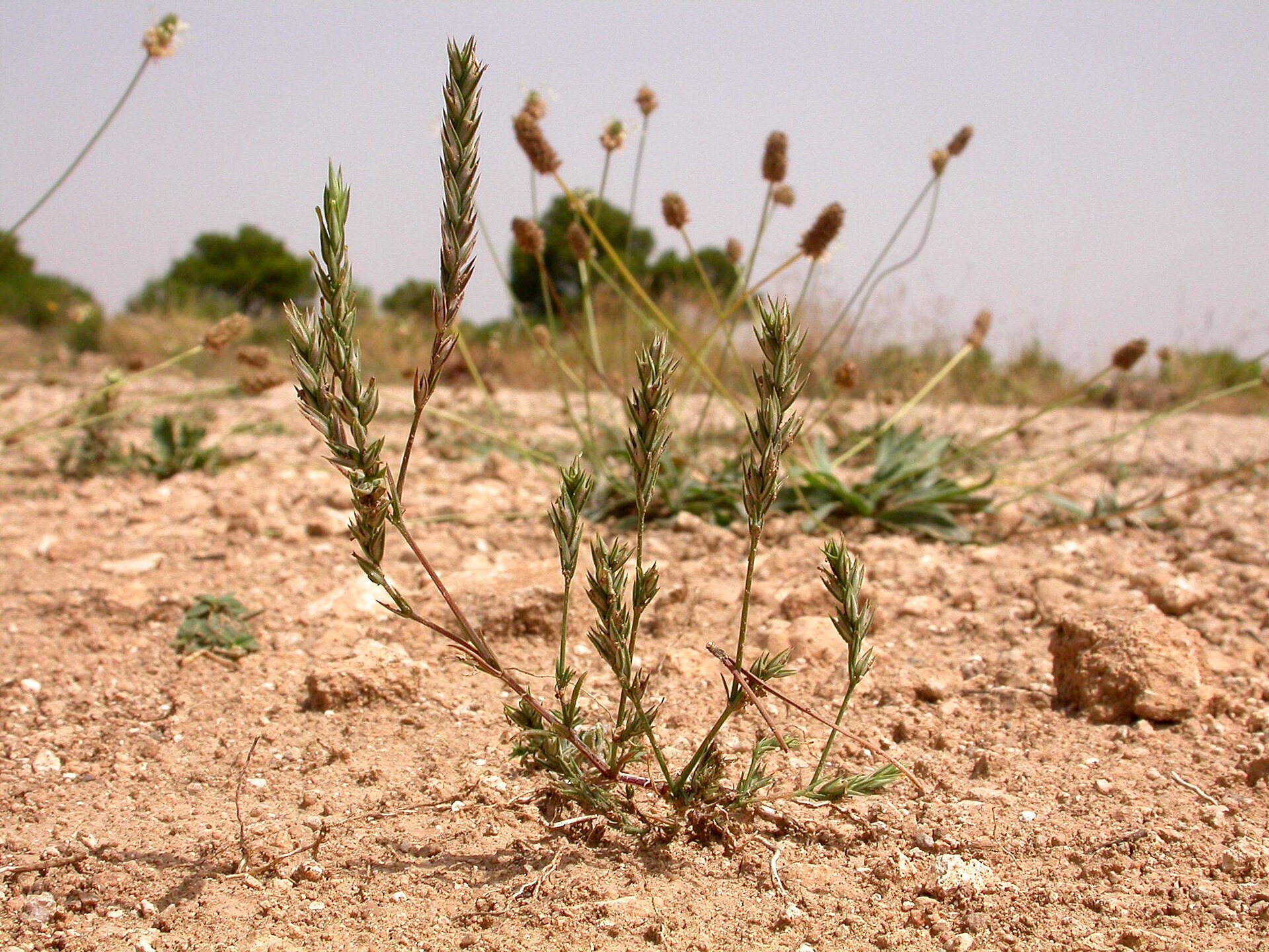 Crucianella sottile