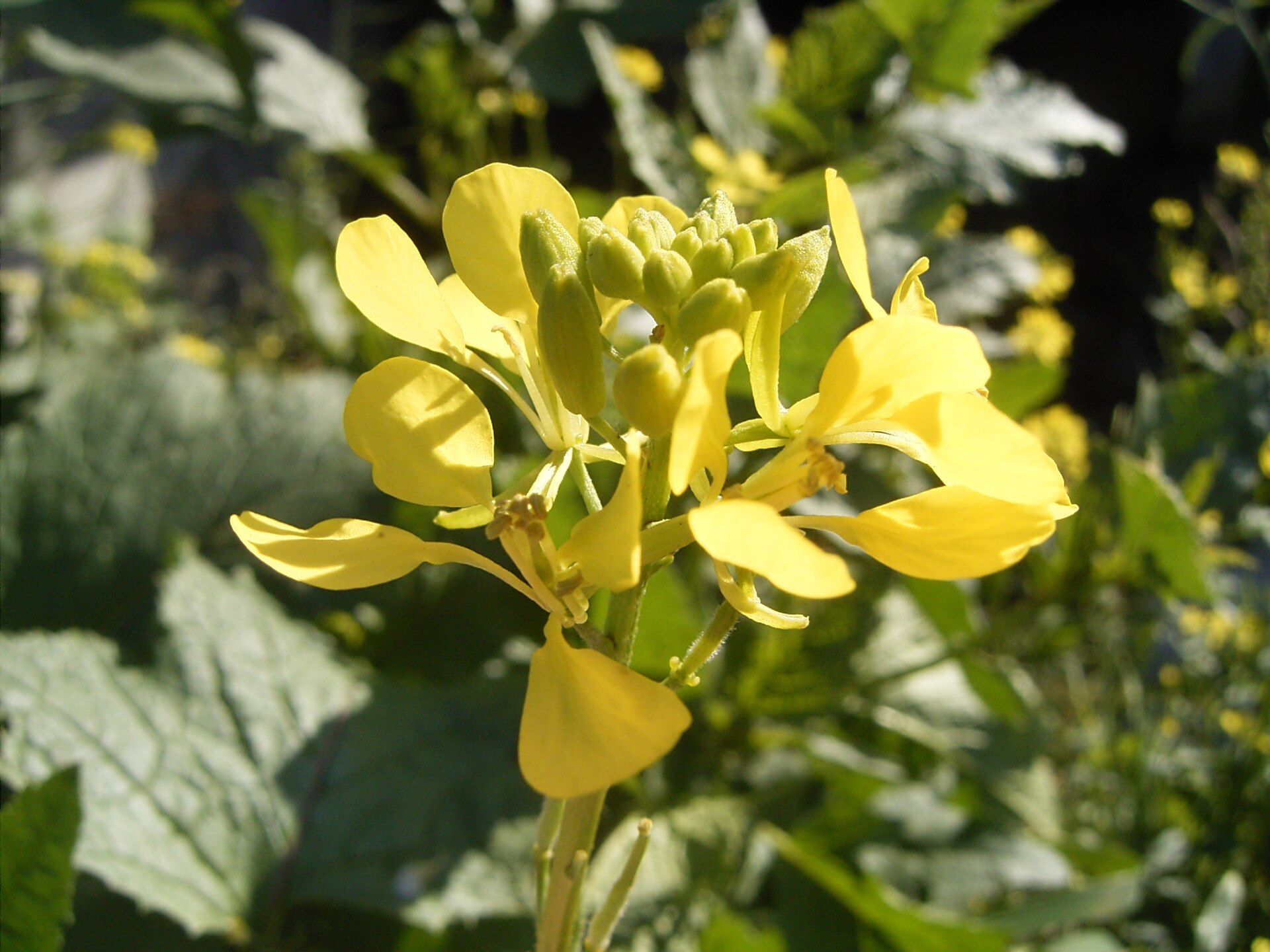 Senape selvatica