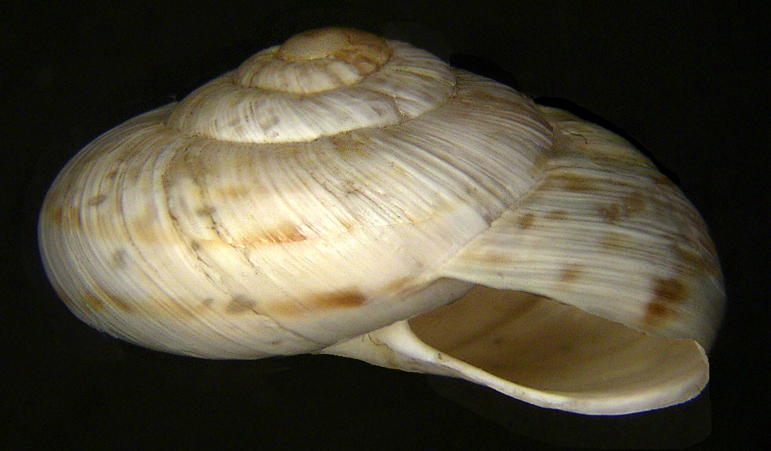 Marmorana signata