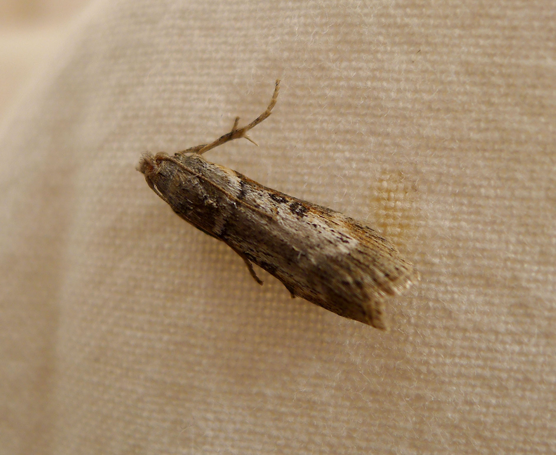 Lamoria anella