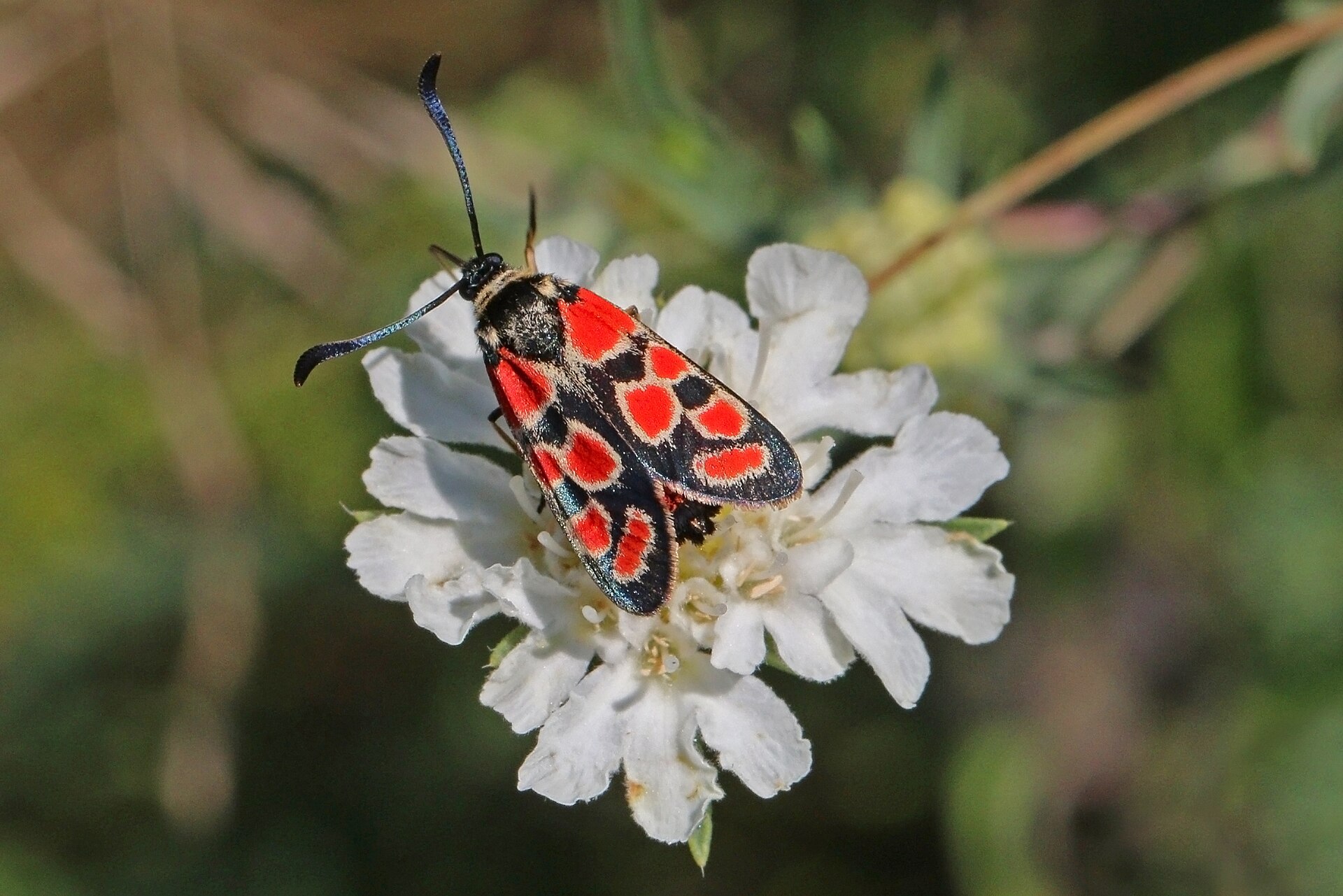 Zigena della Carniola