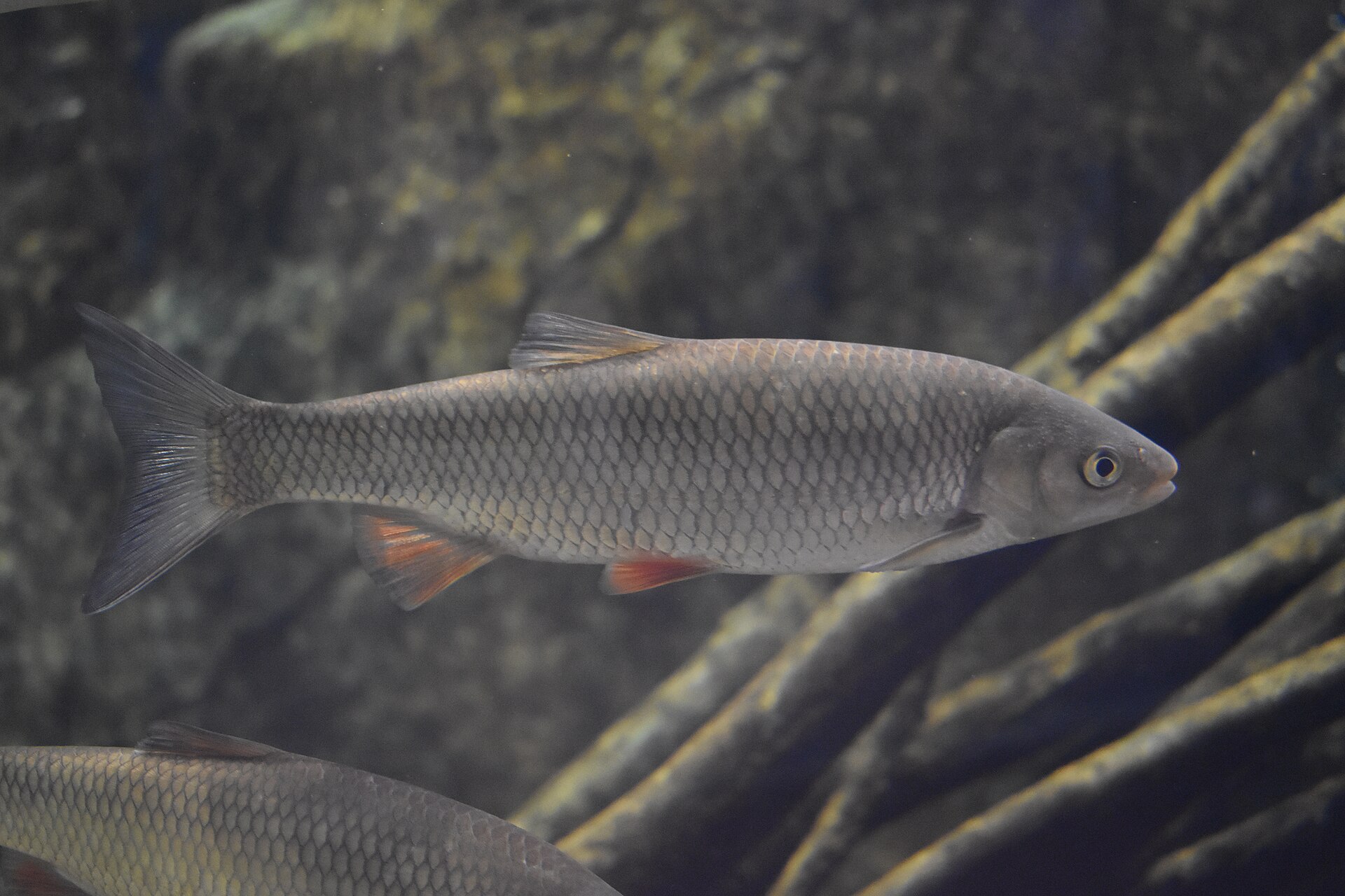 Squalius cephalus