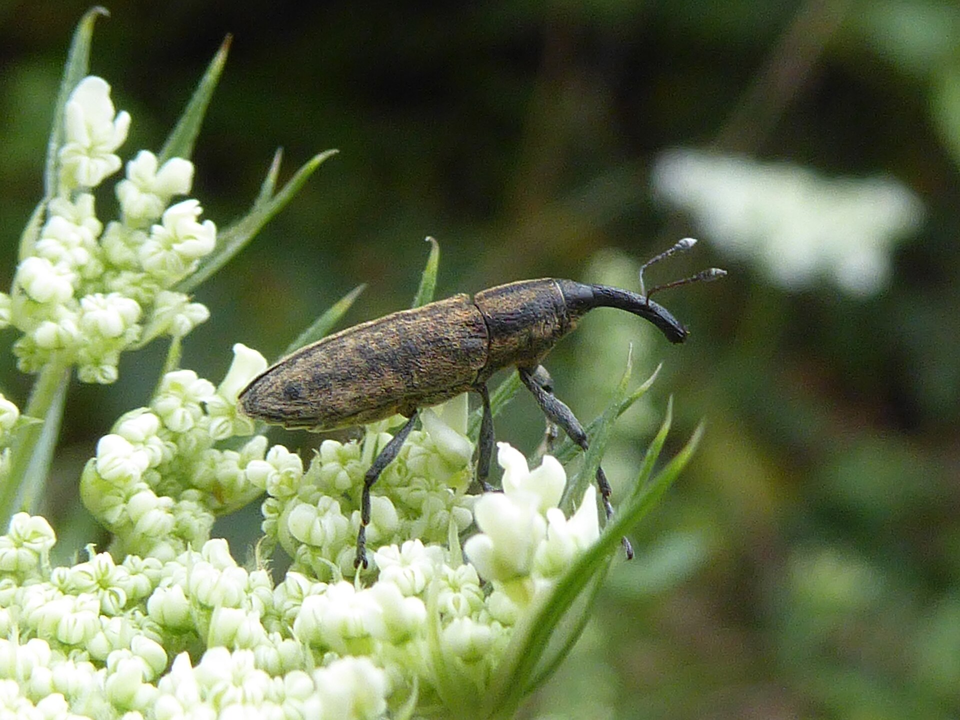 Lixus filiformis
