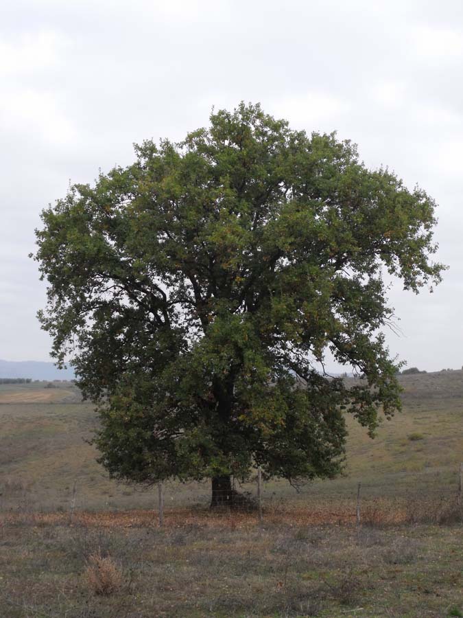 Quercia pubescente