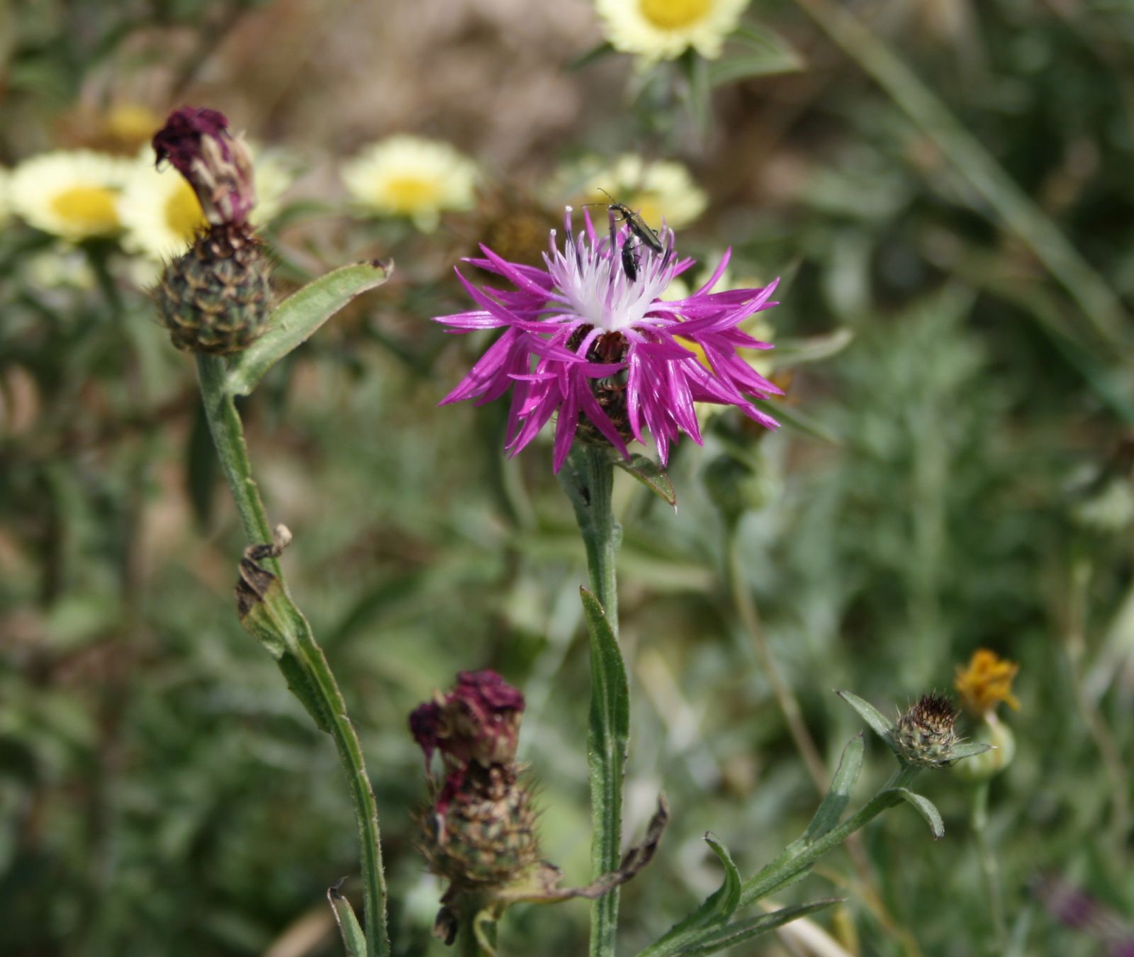 Fiordaliso romano
