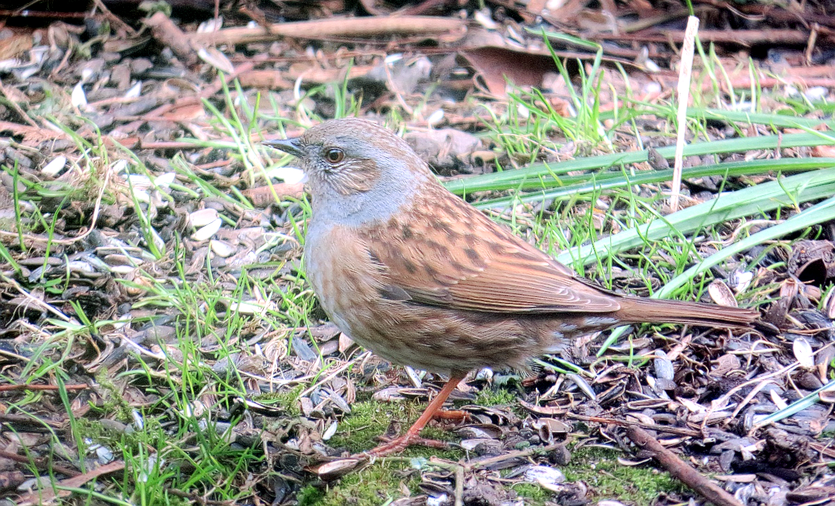Passera scopaiola