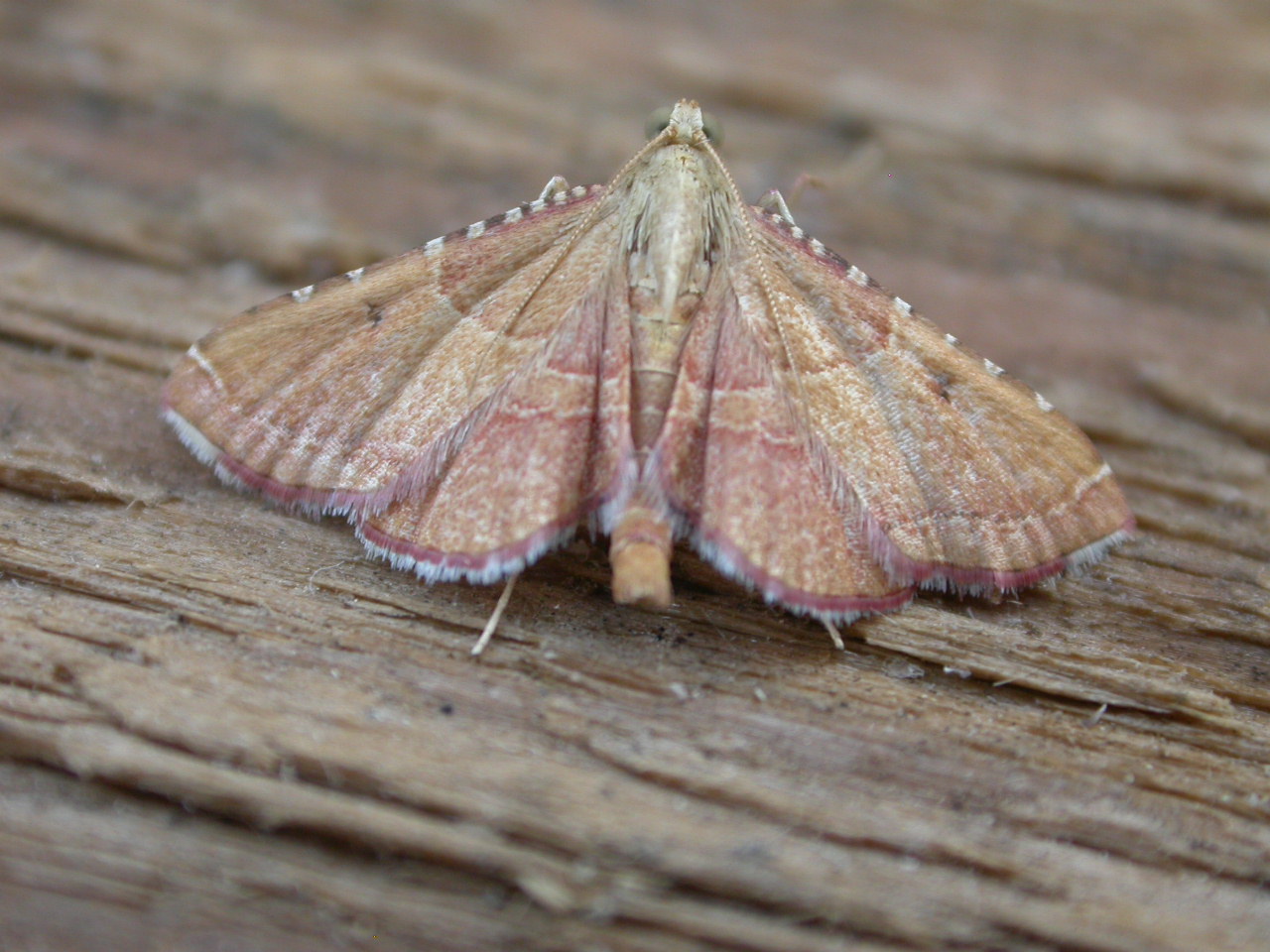 Endotricha flammealis