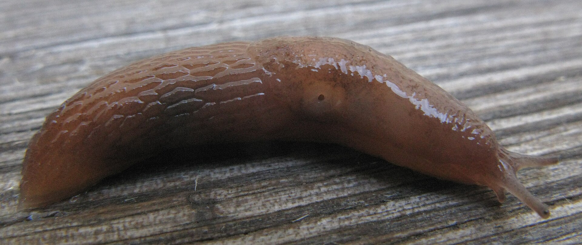 Deroceras invadens