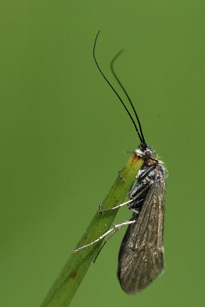 Hydropsyche pellucidula