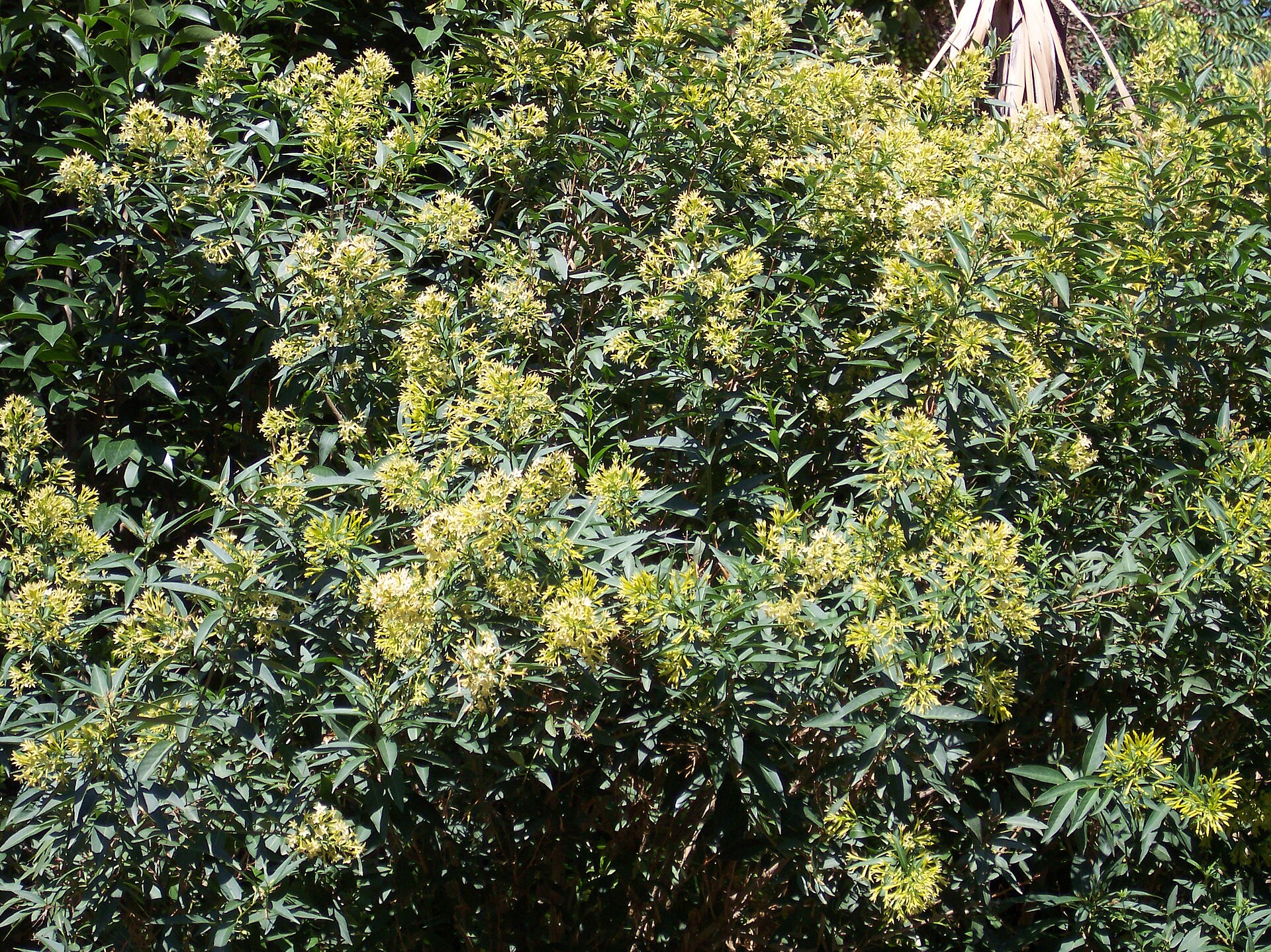 Erba cappona