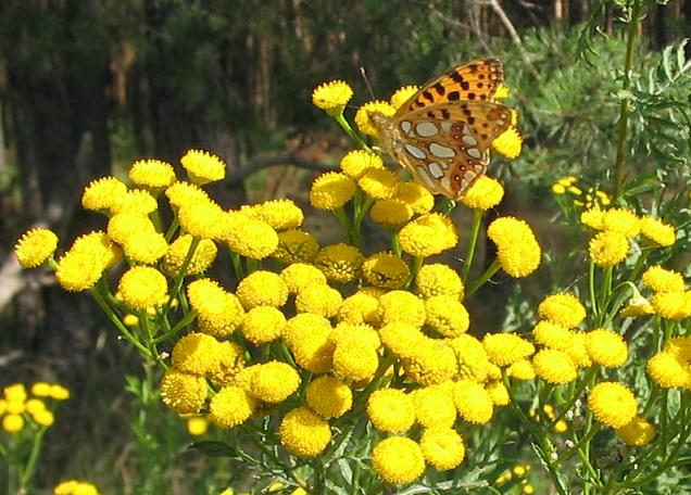 Erba amara selvatica