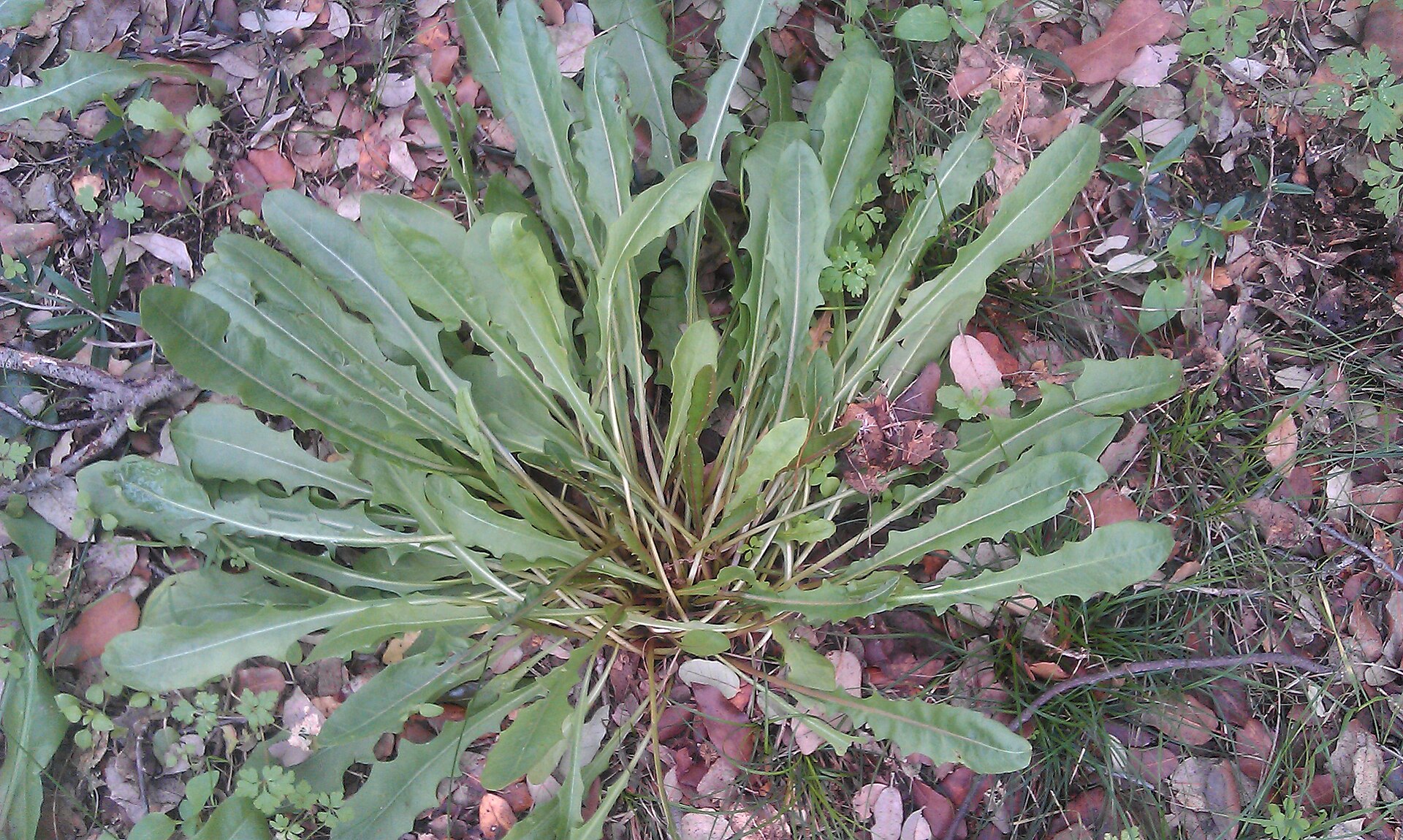 Caccialebbra