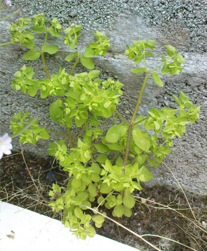 Euforbia minore