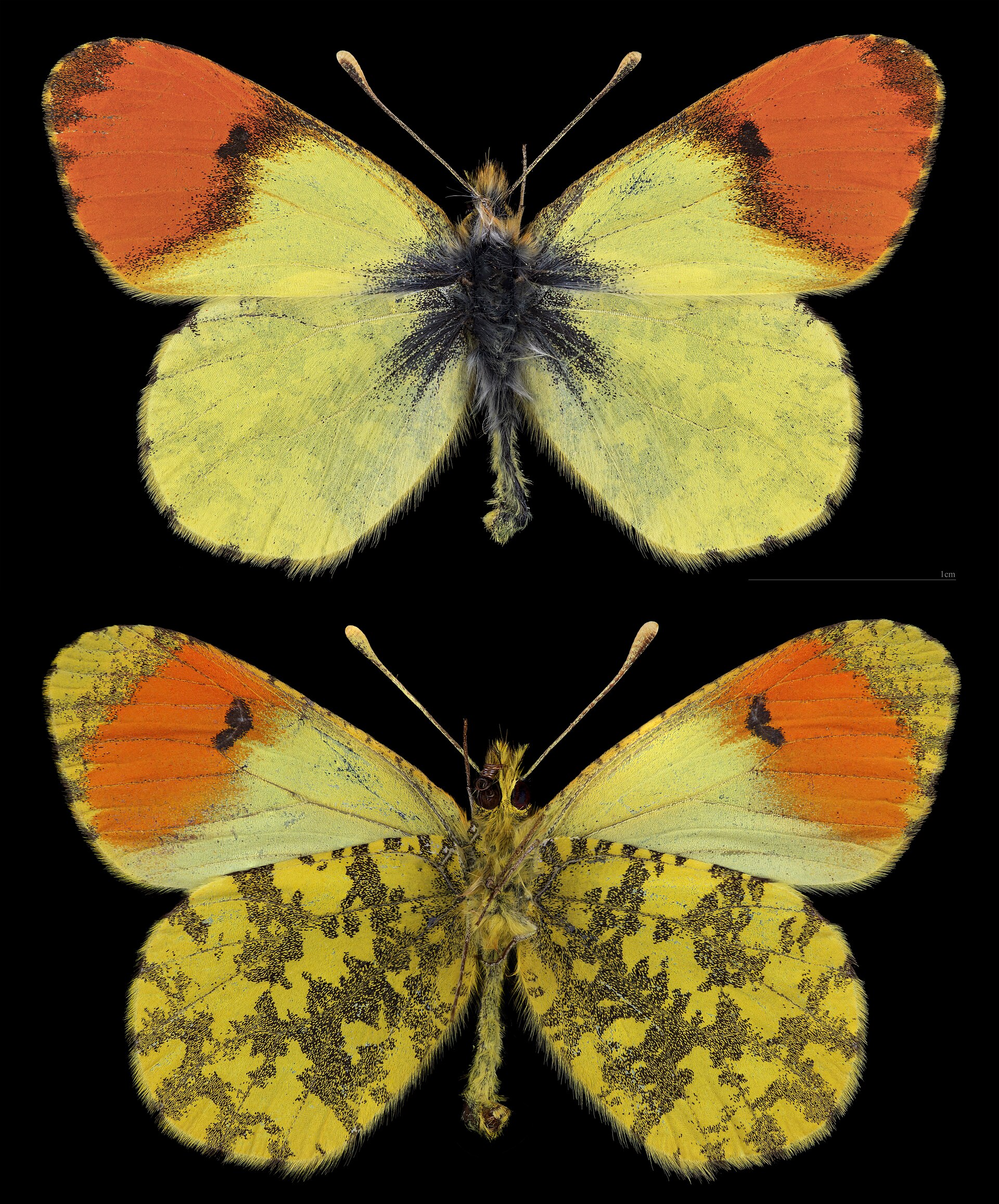 Anthocharis damone