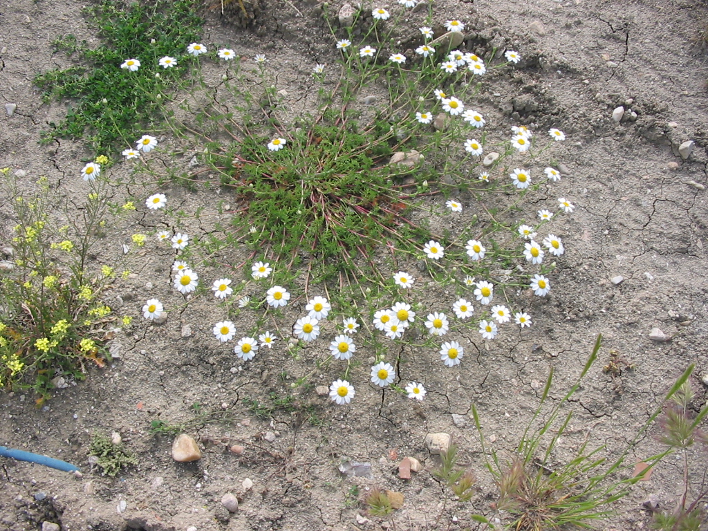 Camomilla tomentosa