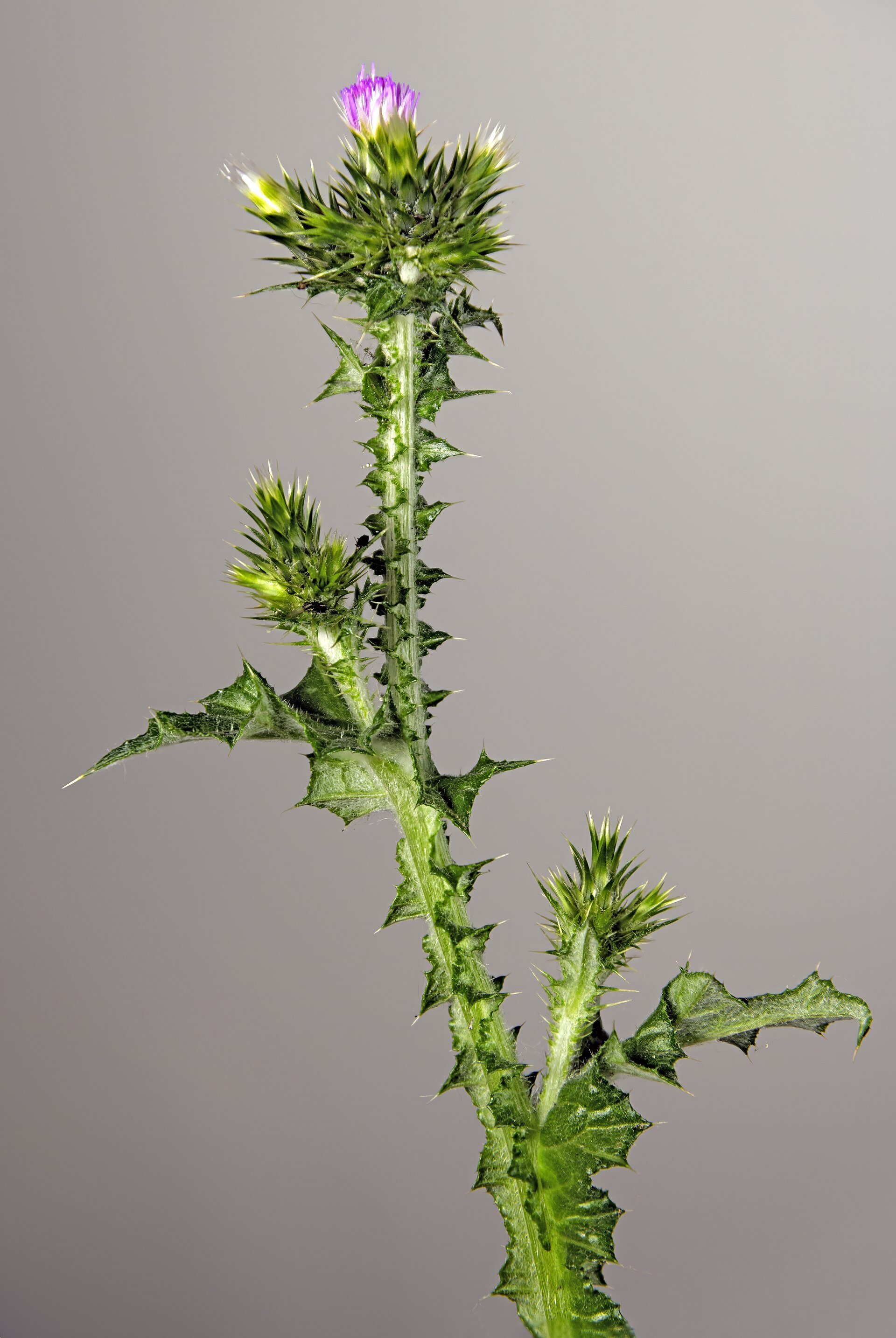 Cardo saettone