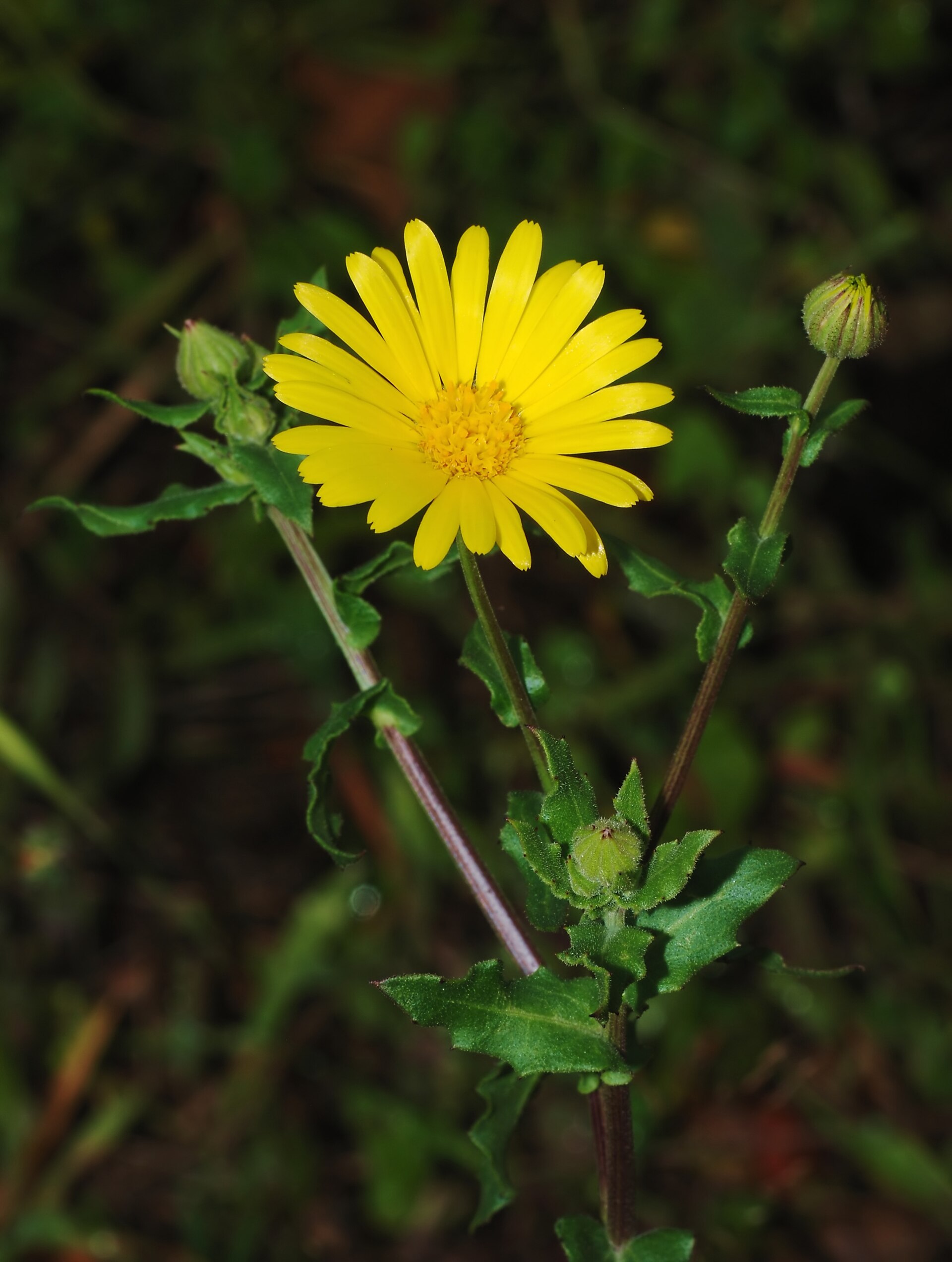 Fiorrancio selvatico