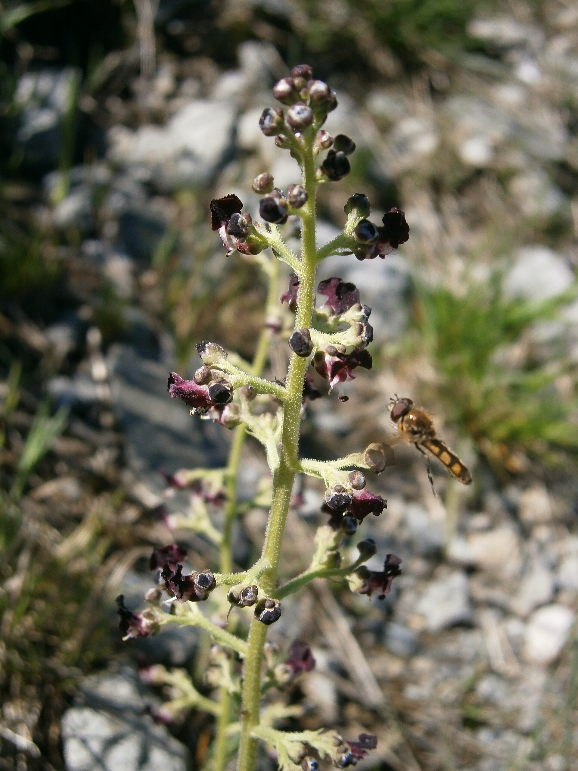 Scrofularia comune
