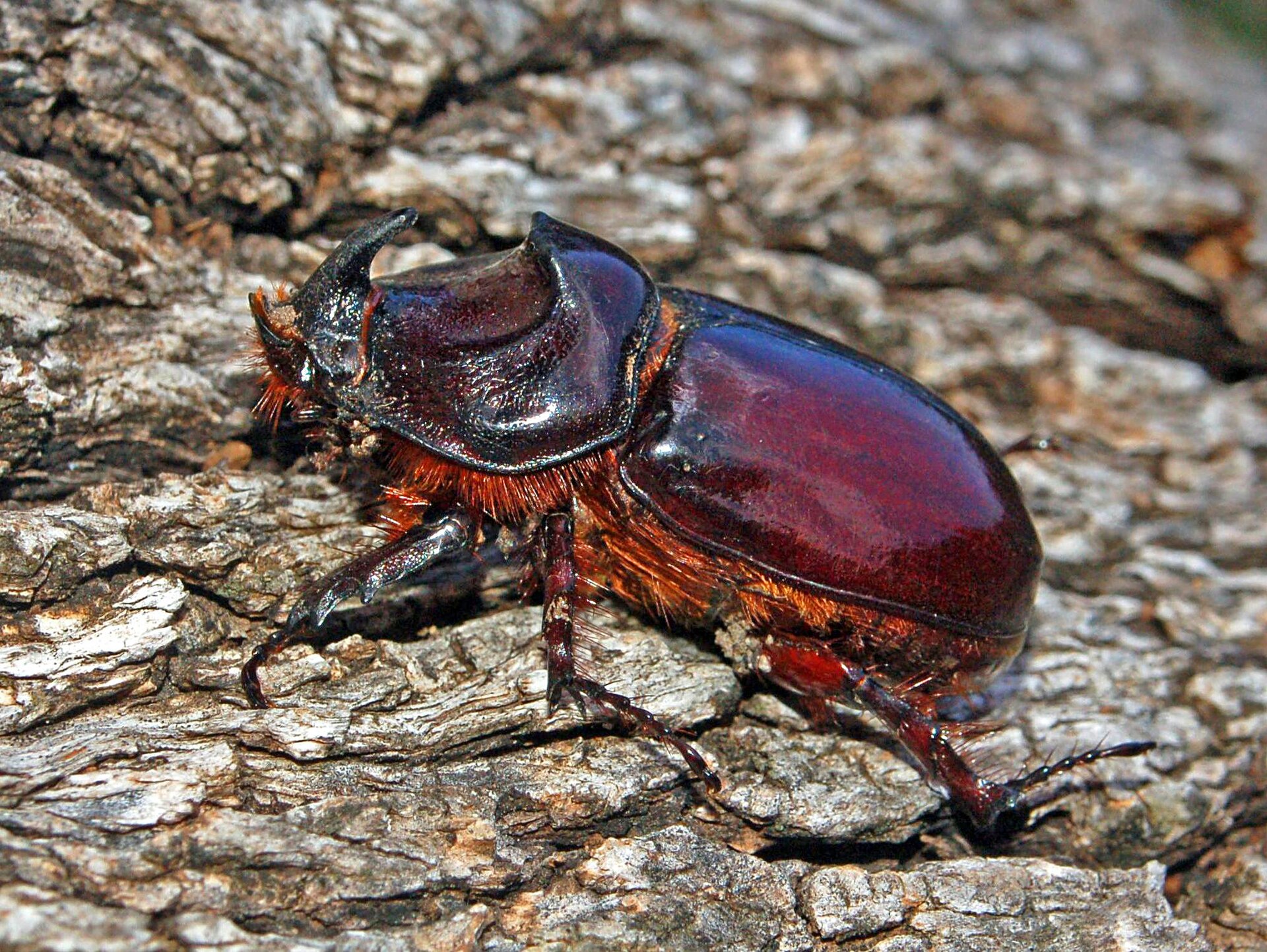 Scarabeo rinoceronte