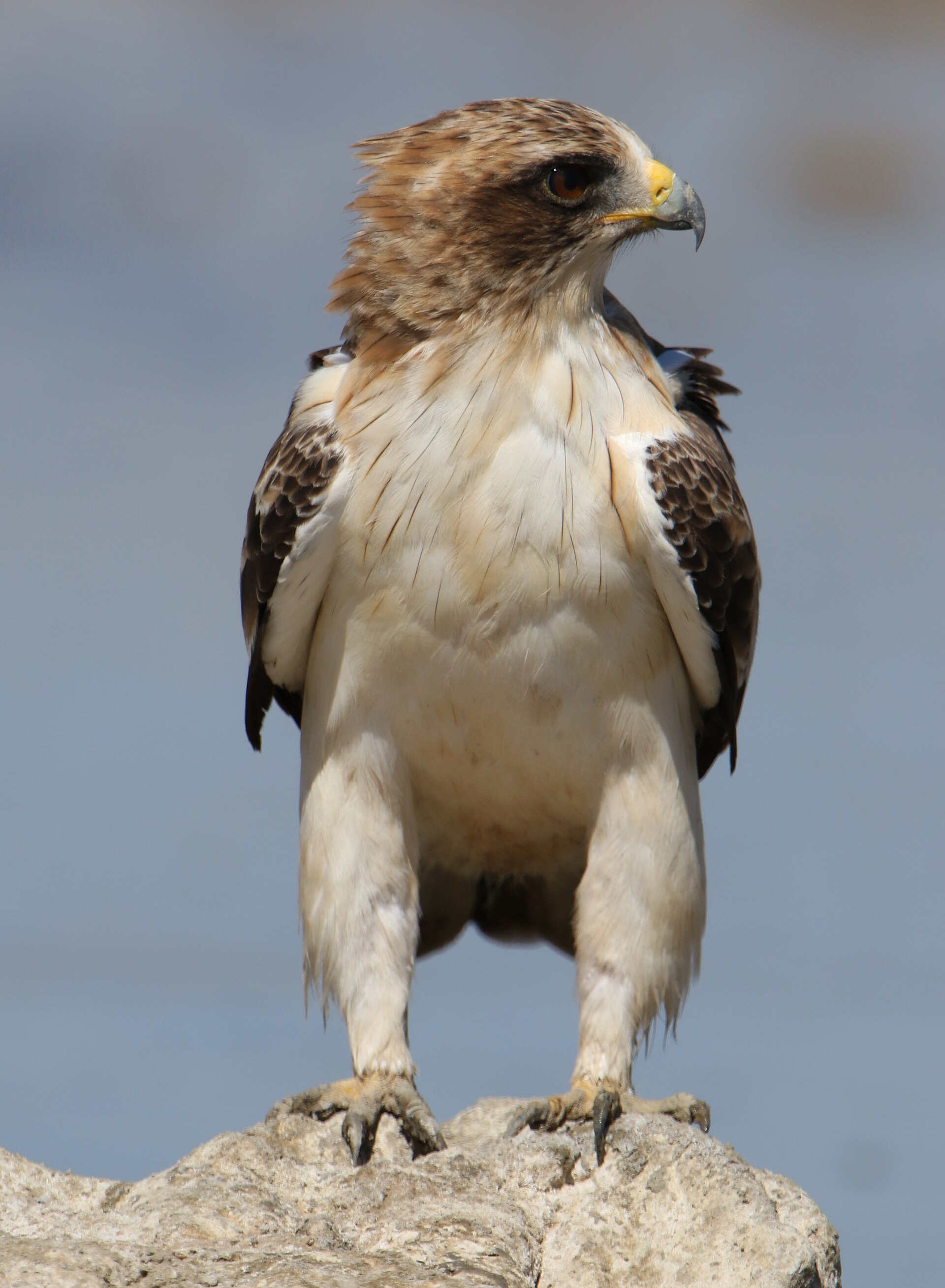 Aquila minore